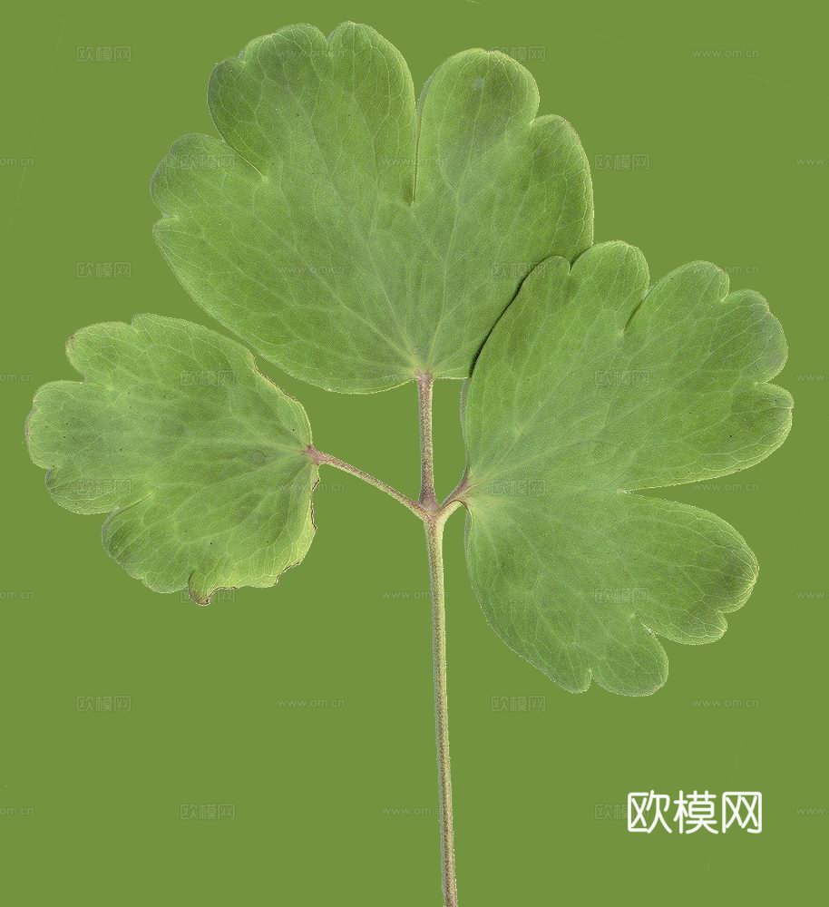 绿化 绿草