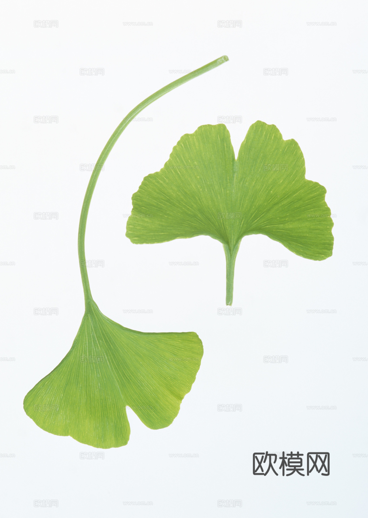 绿化 绿草