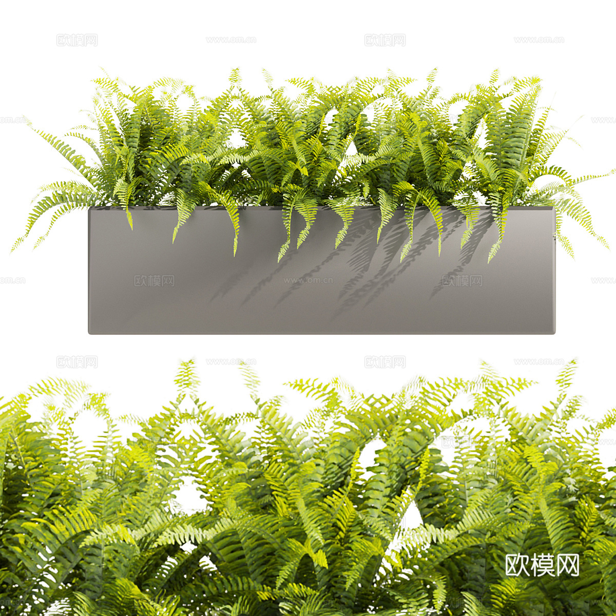 蕨类植物 棕榈3d模型