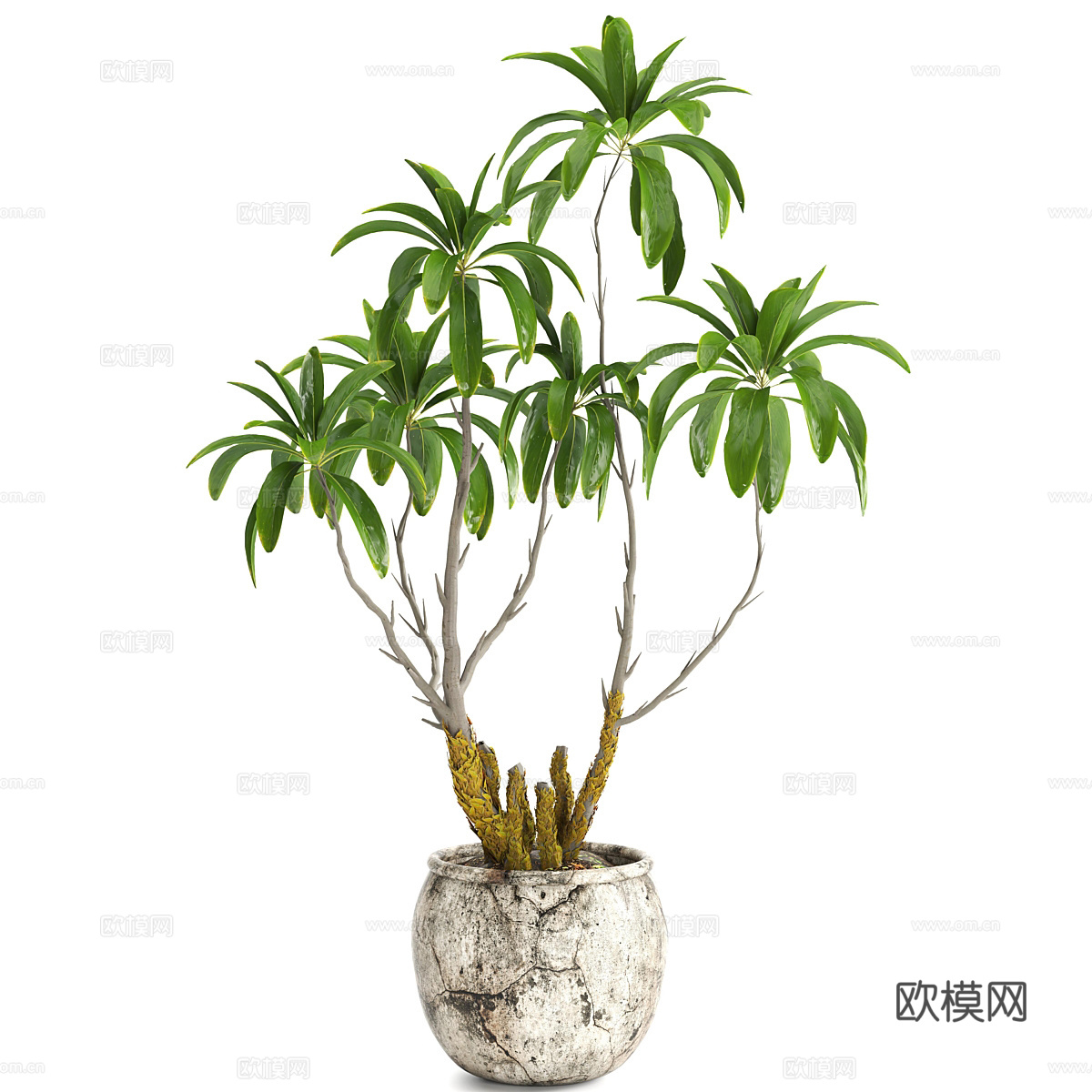 侘寂绿植盆栽3d模型