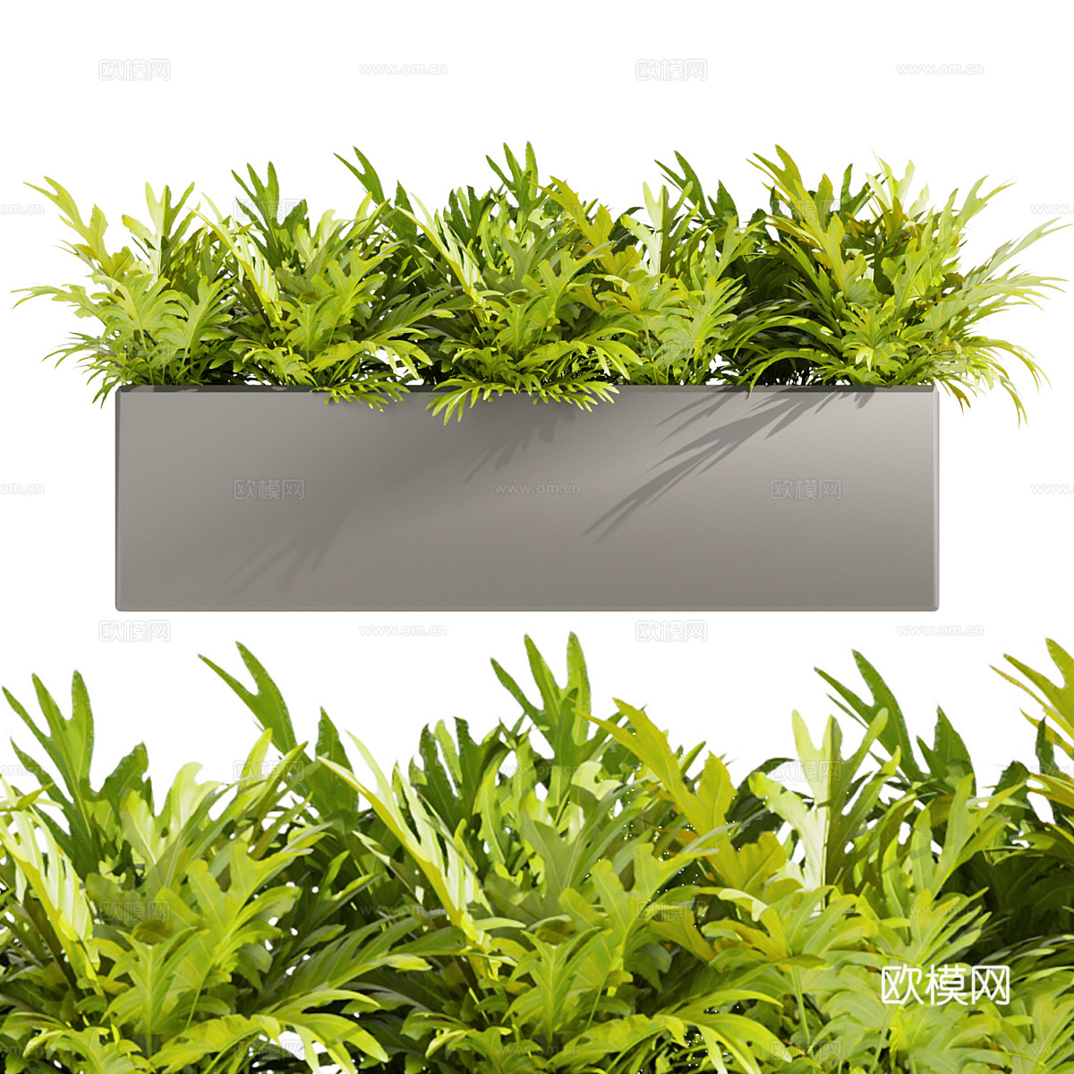 蕨类植物 棕榈3d模型