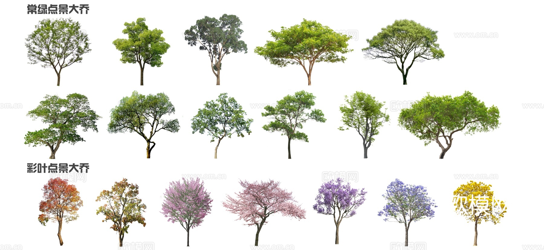 现代点景树 造型树 景观树 歪脖子树 蓝花楹 乌桕su模型