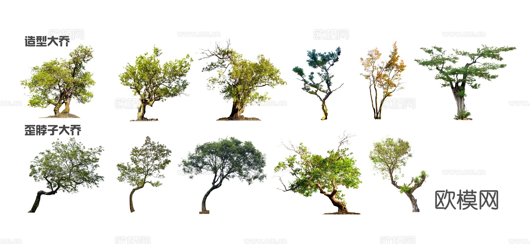 现代点景树 造型树 景观树 歪脖子树 蓝花楹 乌桕su模型