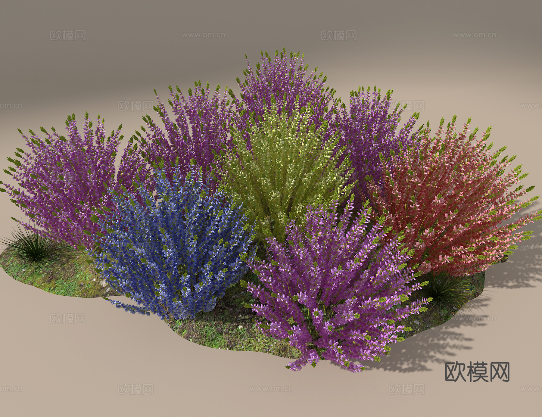 石兰花3d模型下载