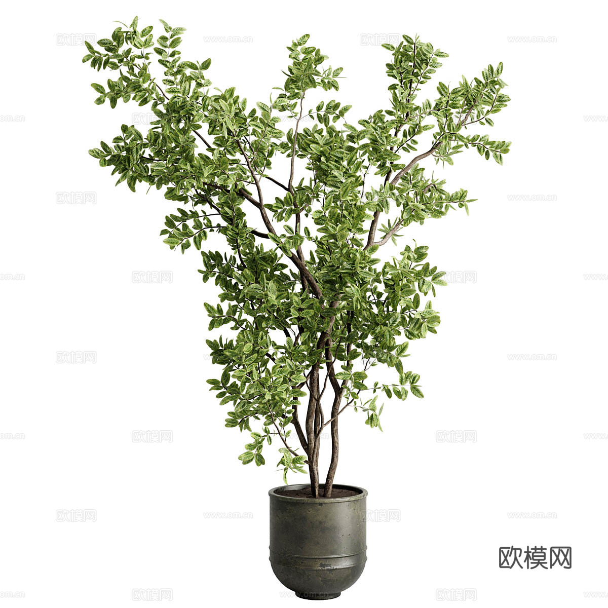 室内盆栽绿植 橡胶树室内盆栽植物3d模型