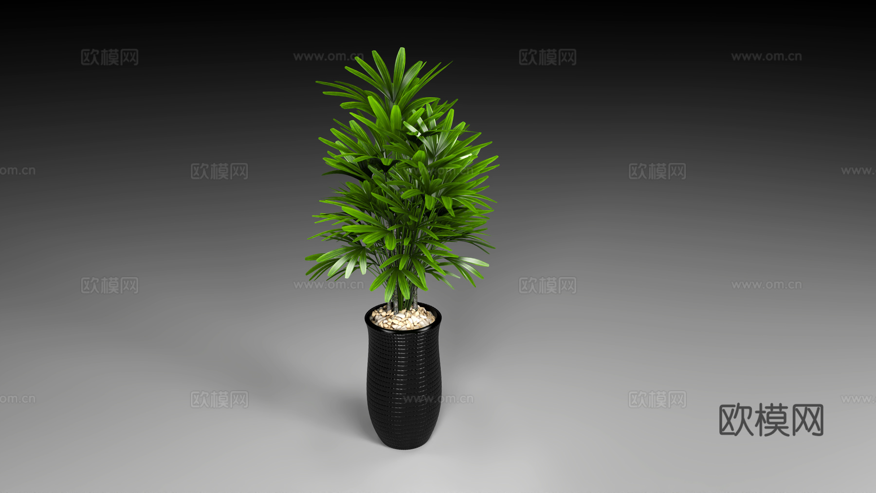 绿植盆栽 植物盆景盆栽 植物组合 花卉 盆景装饰摆件 绿萝3d模型