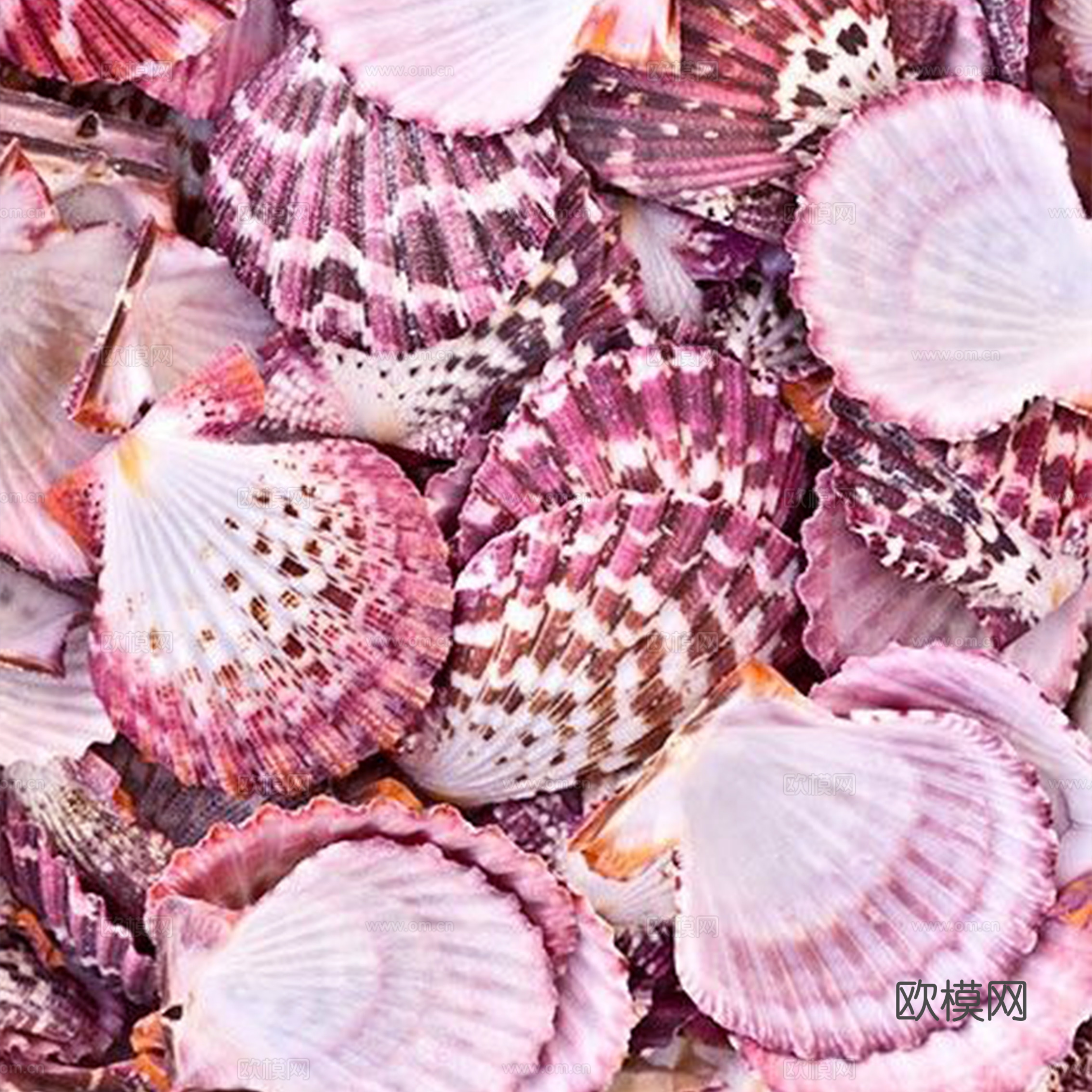 贝壳 沙滩贝壳 彩色蜗牛壳 风格意向图