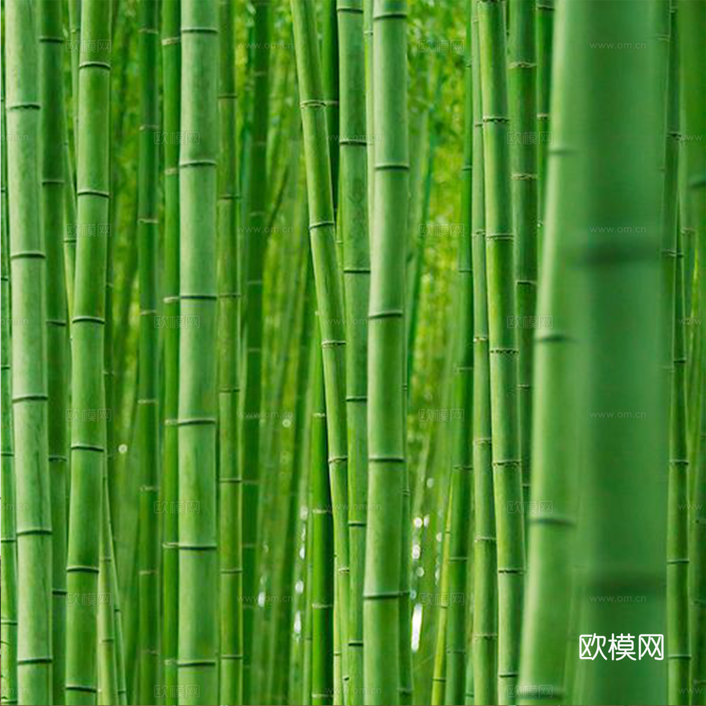 竹林 竹子
