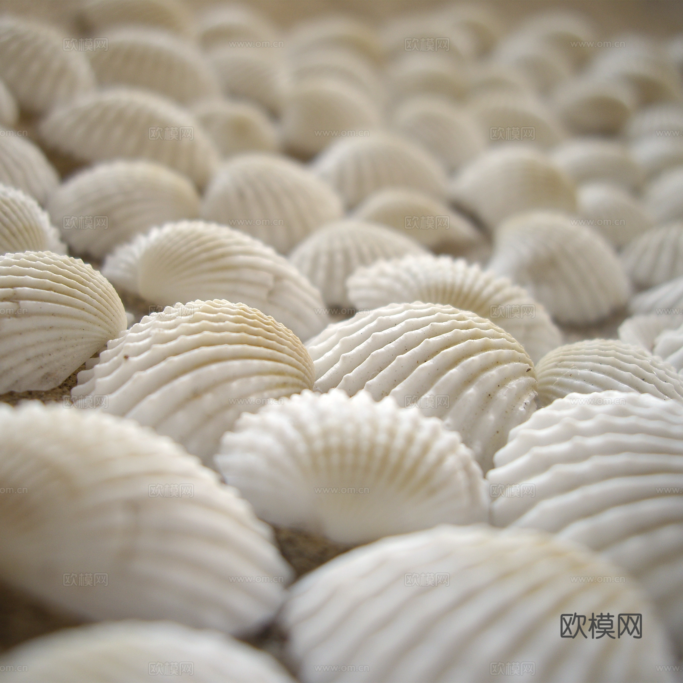 贝壳 白色沙滩贝壳  风格意向图