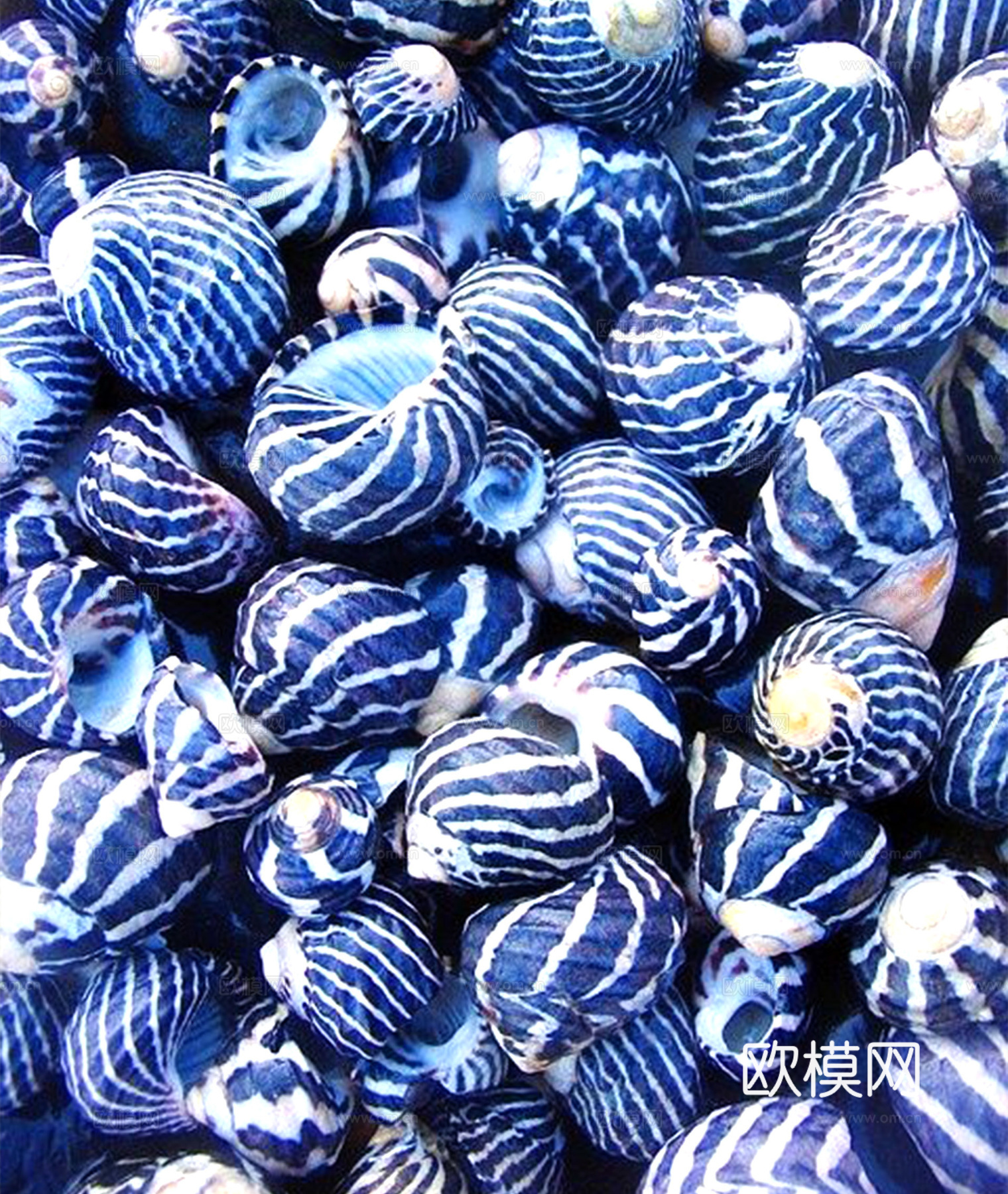 贝壳 沙滩贝壳 彩色蜗牛壳 风格意向图