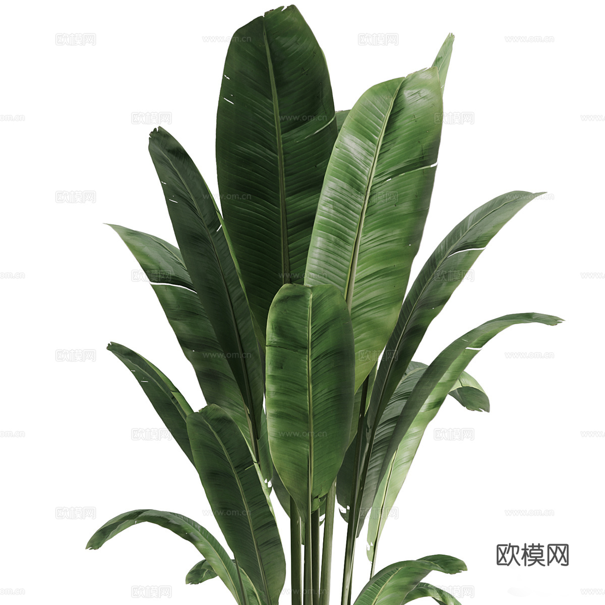 现代绿植盆栽3d模型