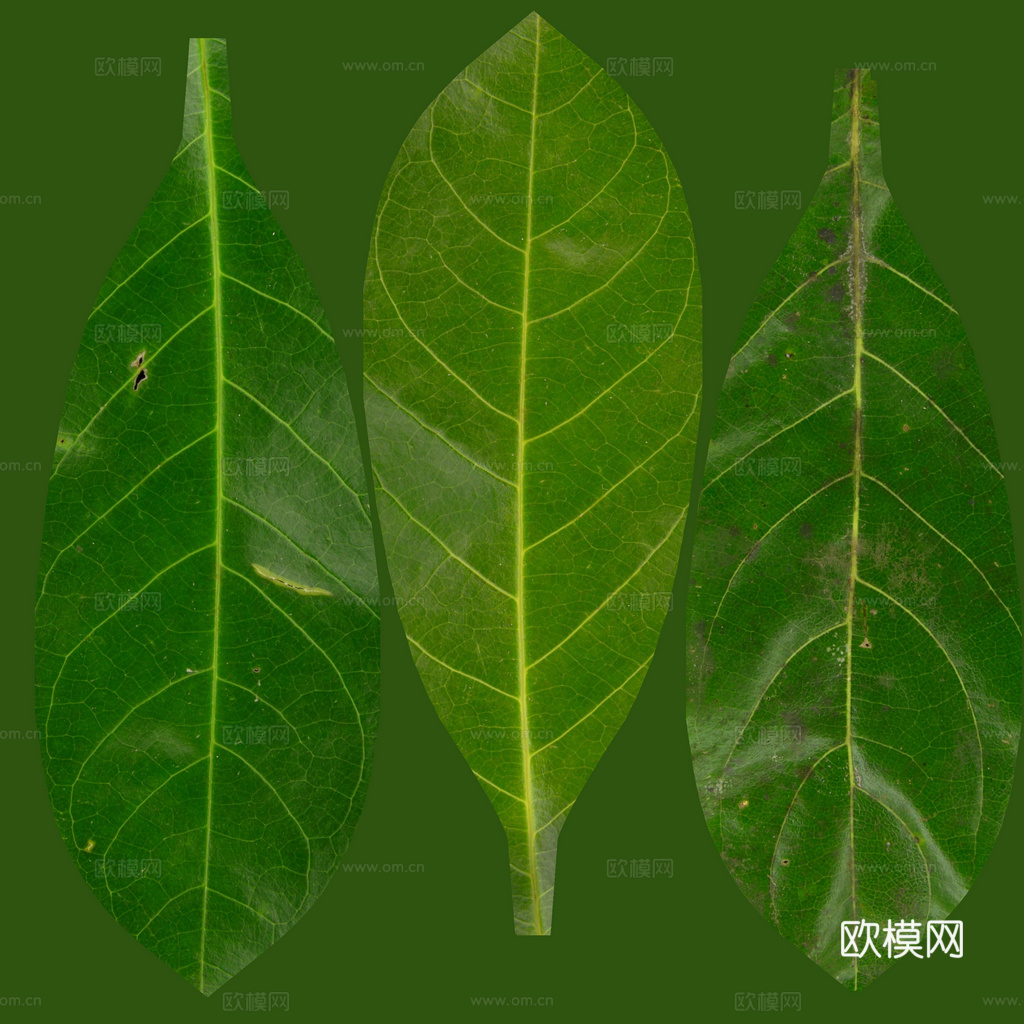 树叶纹路