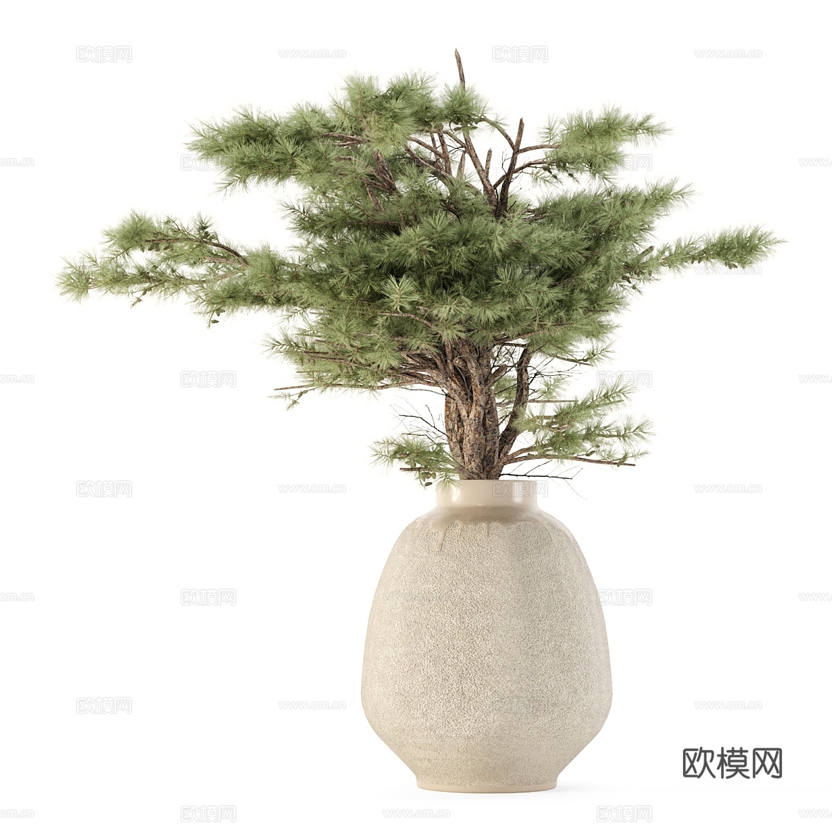 干植物花束松枝免费3d模型