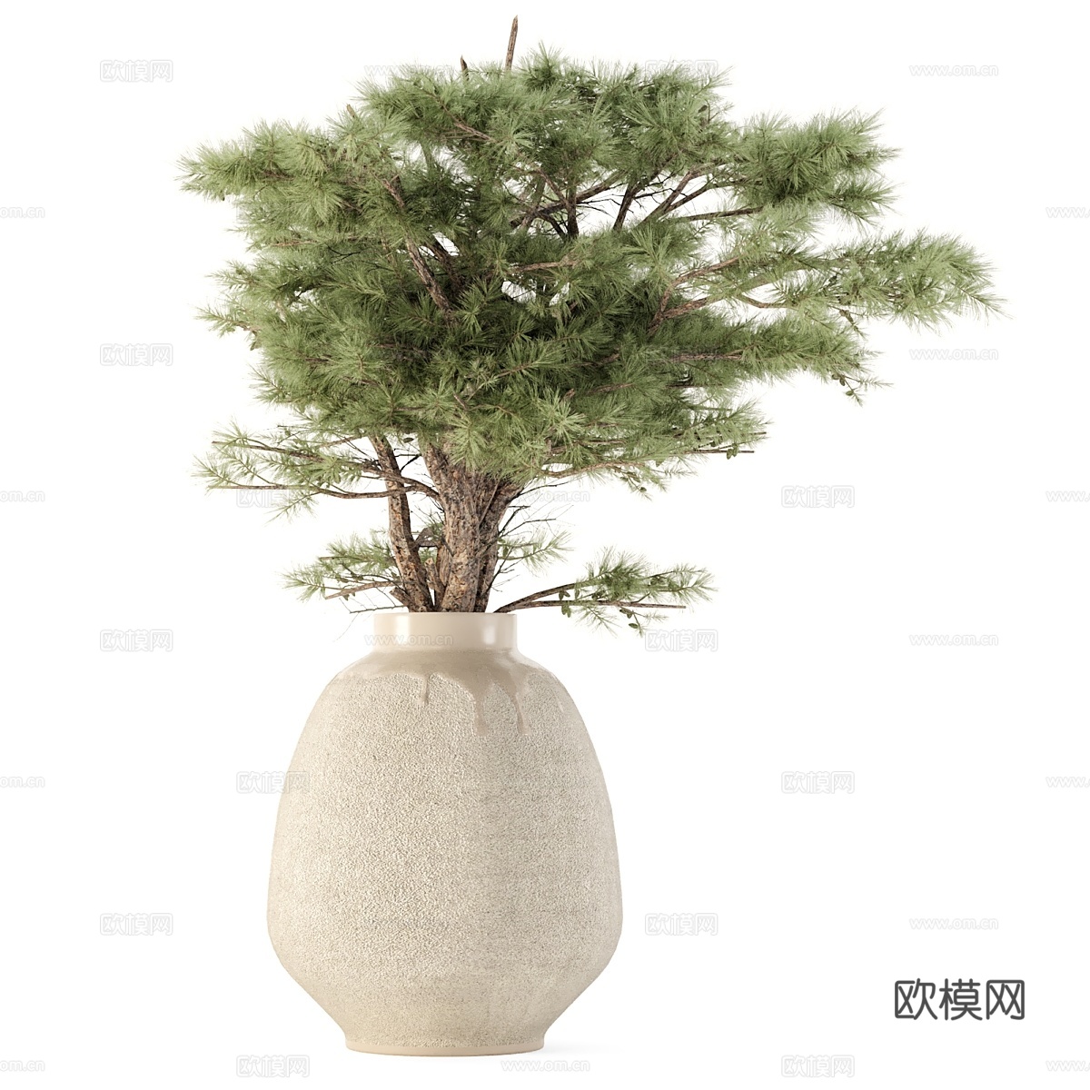 干植物花束松枝免费3d模型