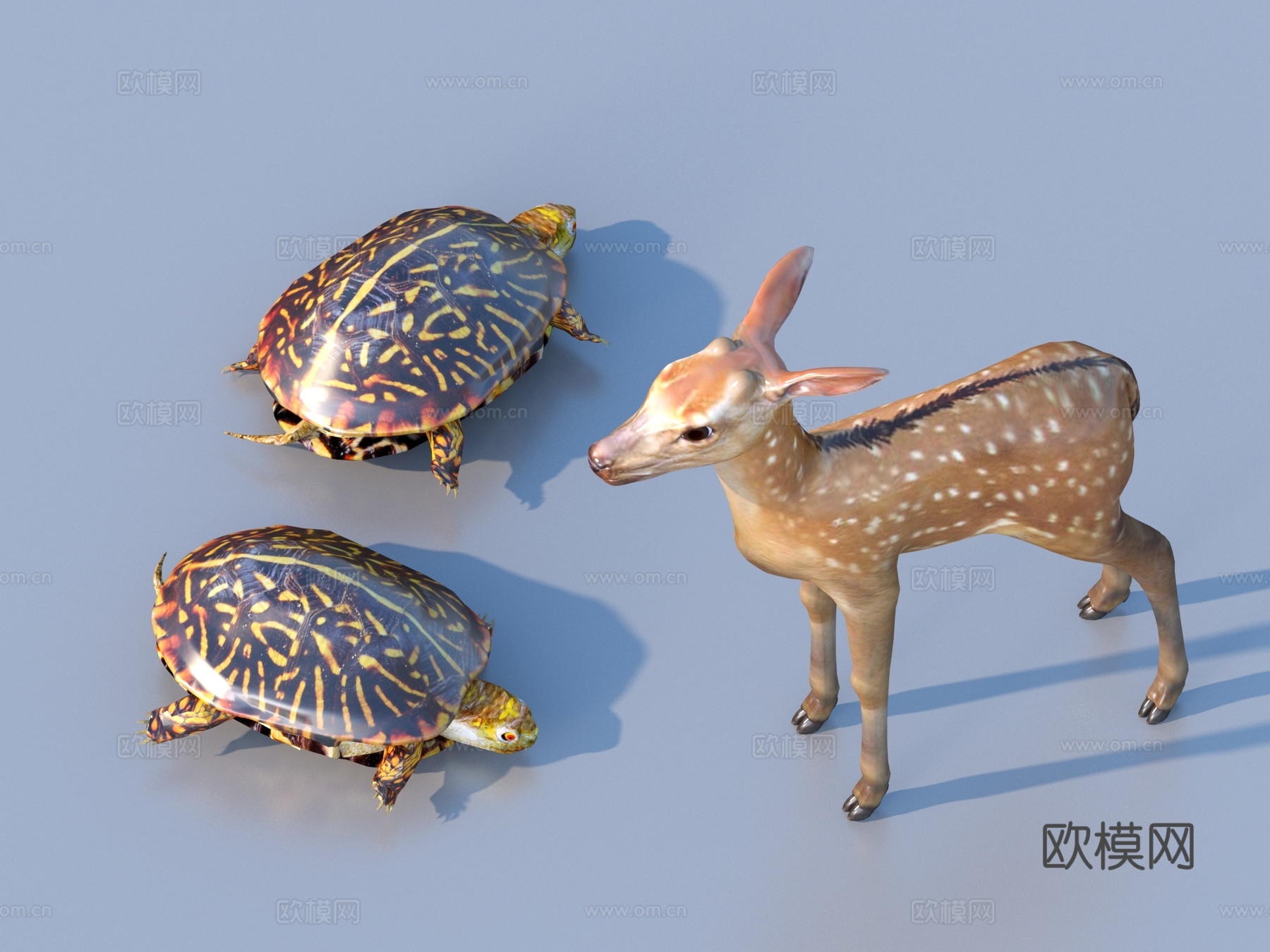 鹿 龟 乌龟 海龟 梅花鹿 动物3d模型