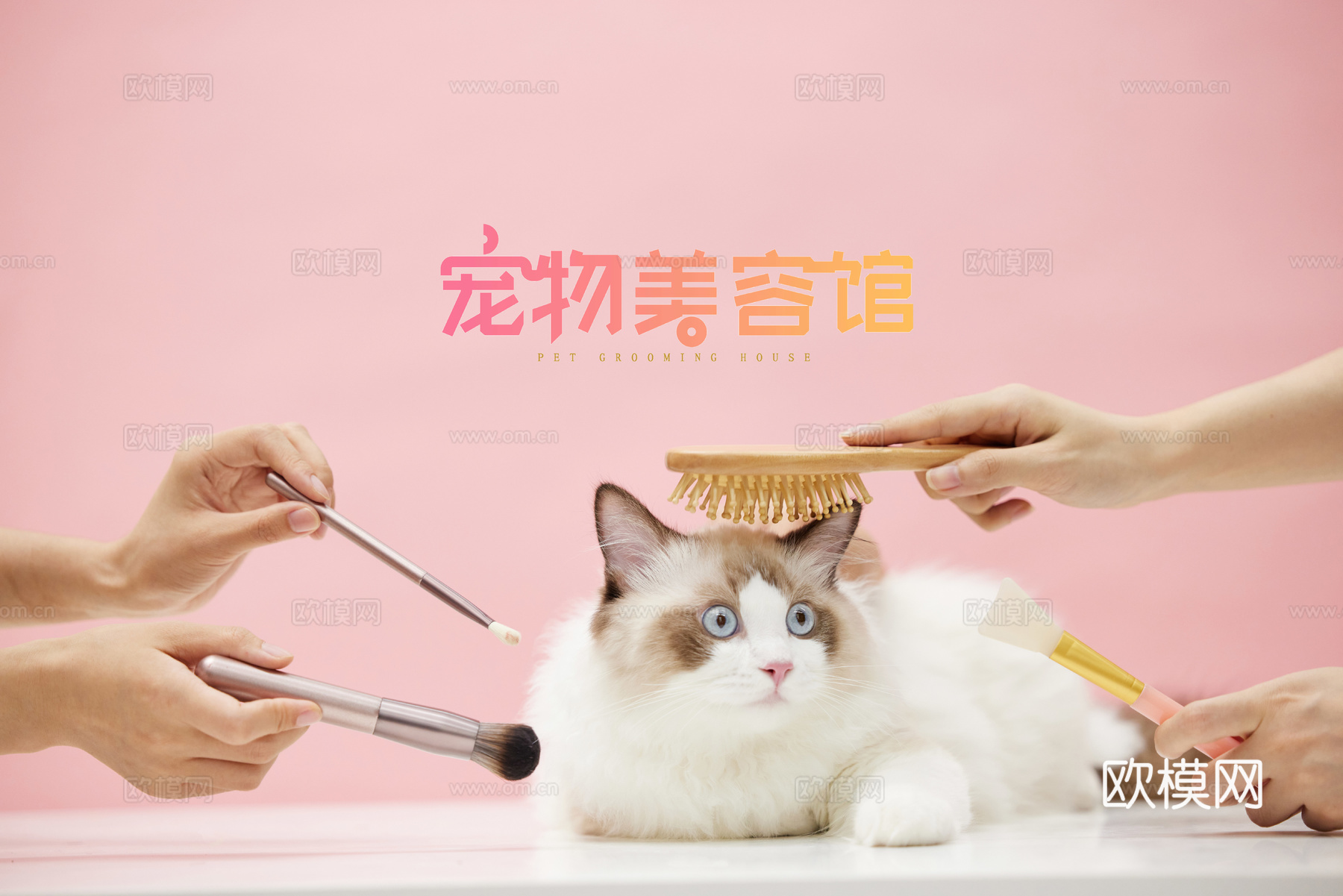 宠物美容海报