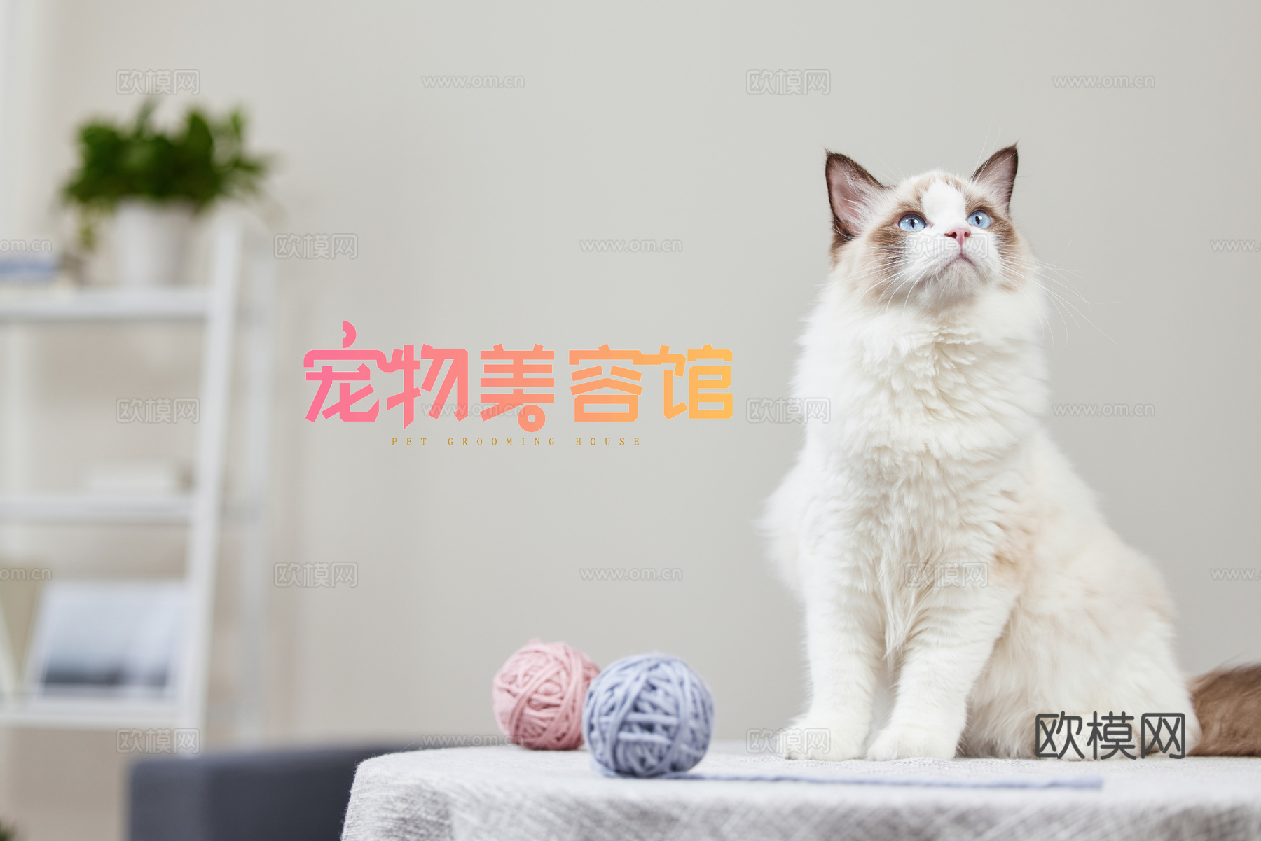 宠物美容海报