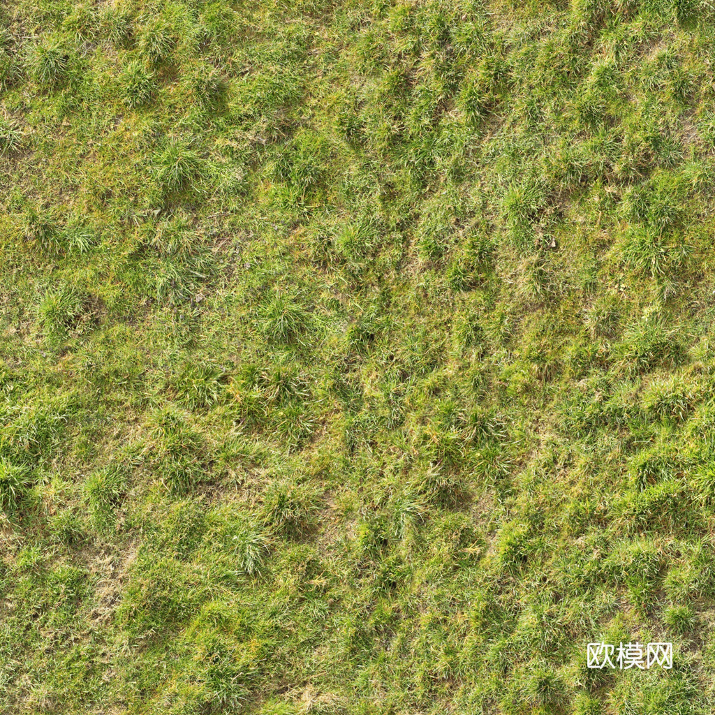 草皮 草地下载