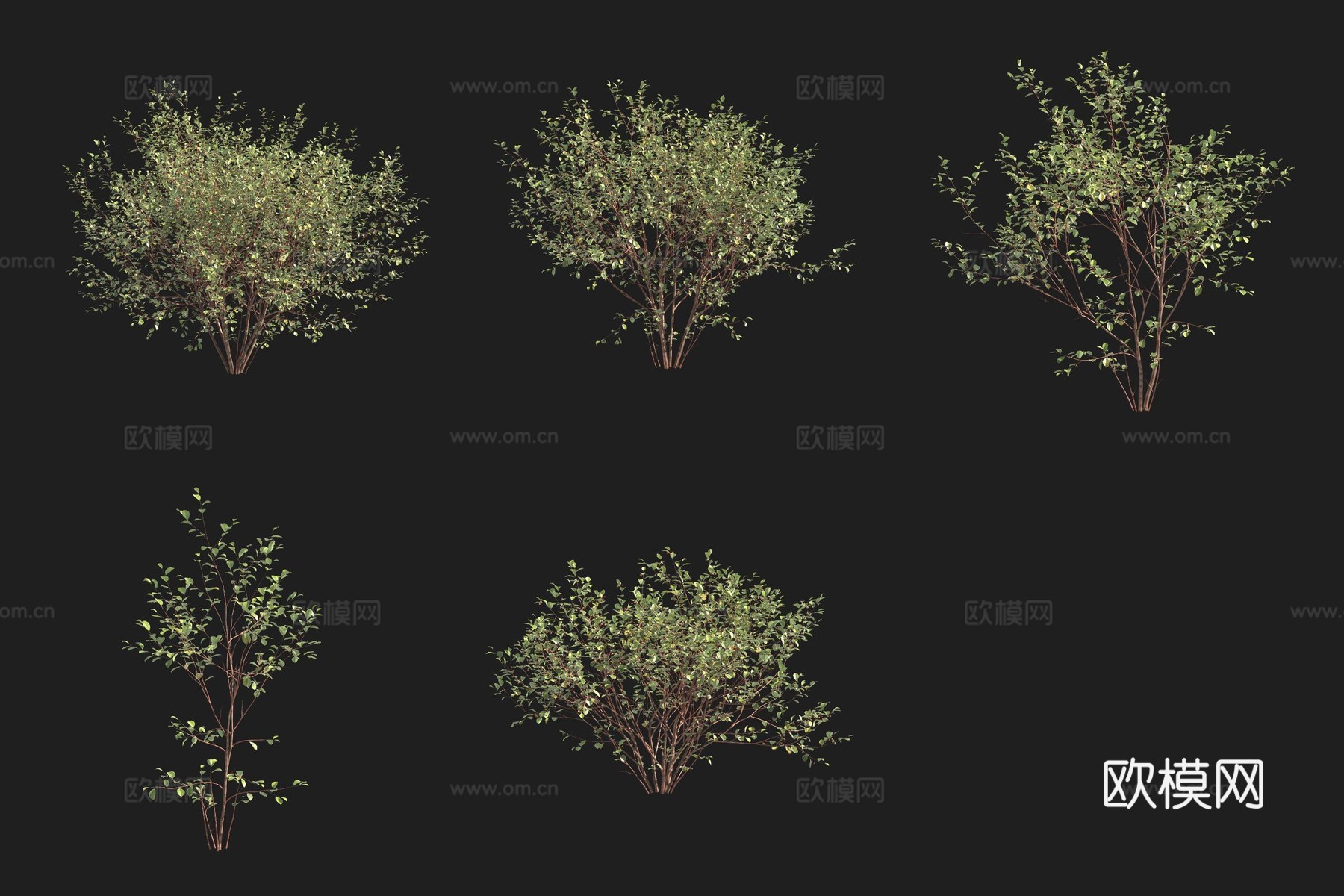 欧洲桤木鼠李灌木瑞典植物3d模型