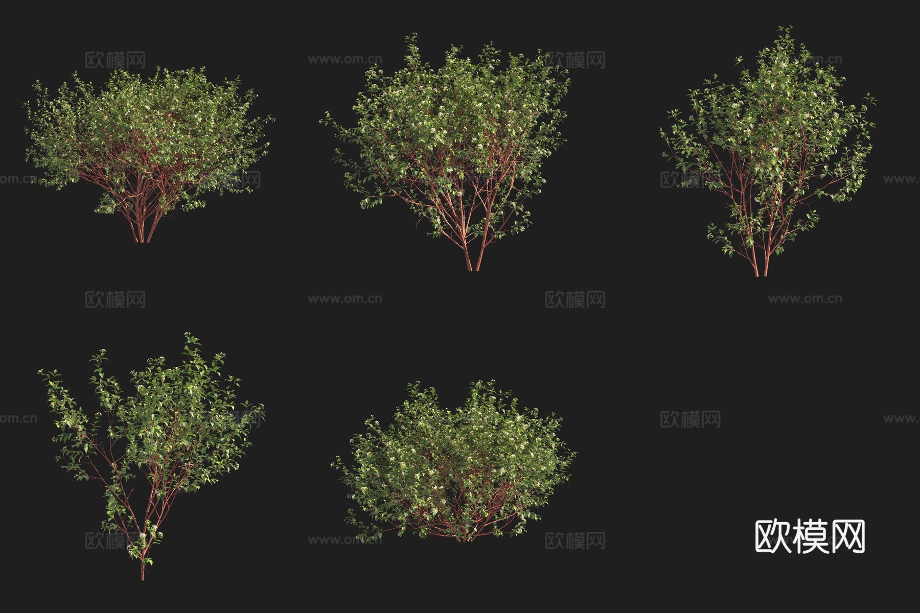 欧洲红瑞木灌木瑞典植物3d模型