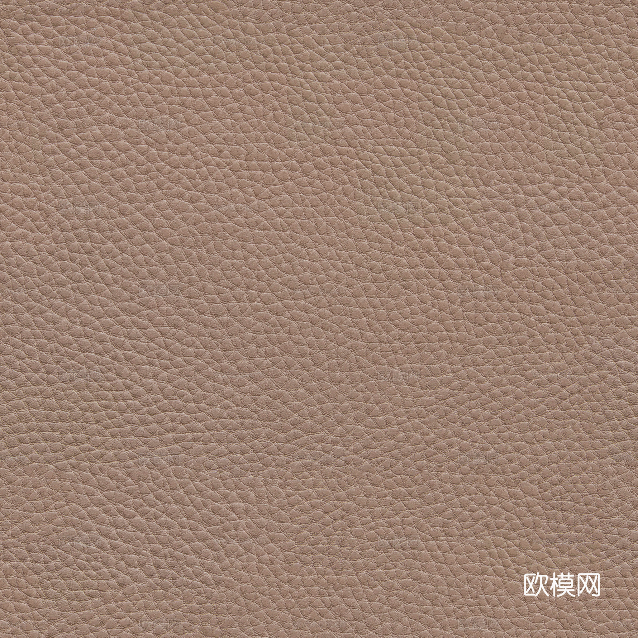 真皮 皮革