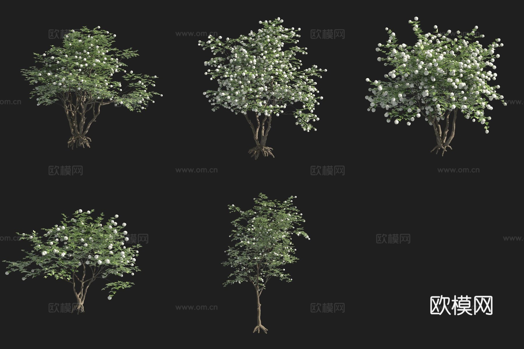 欧洲荚蒾花树灌木瑞典植物3d模型