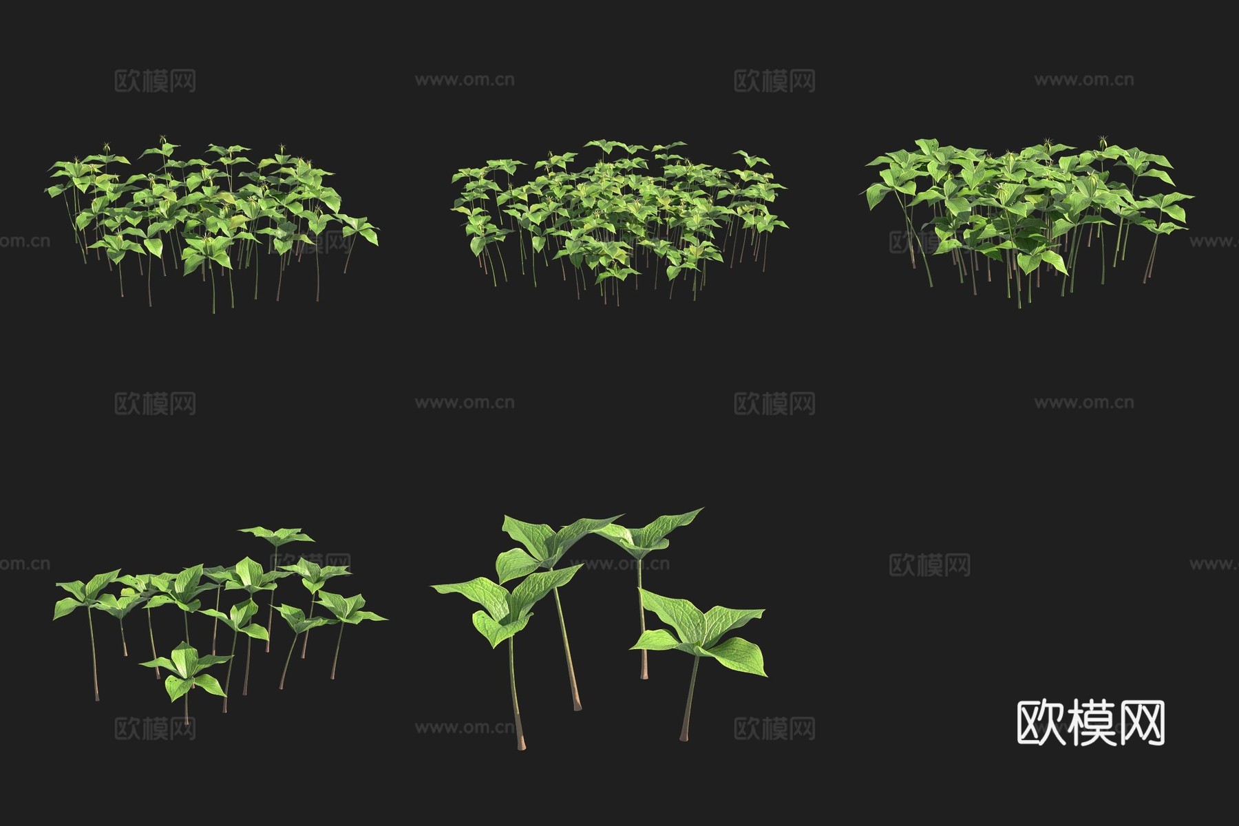 四叶重楼花草瑞典植物3d模型