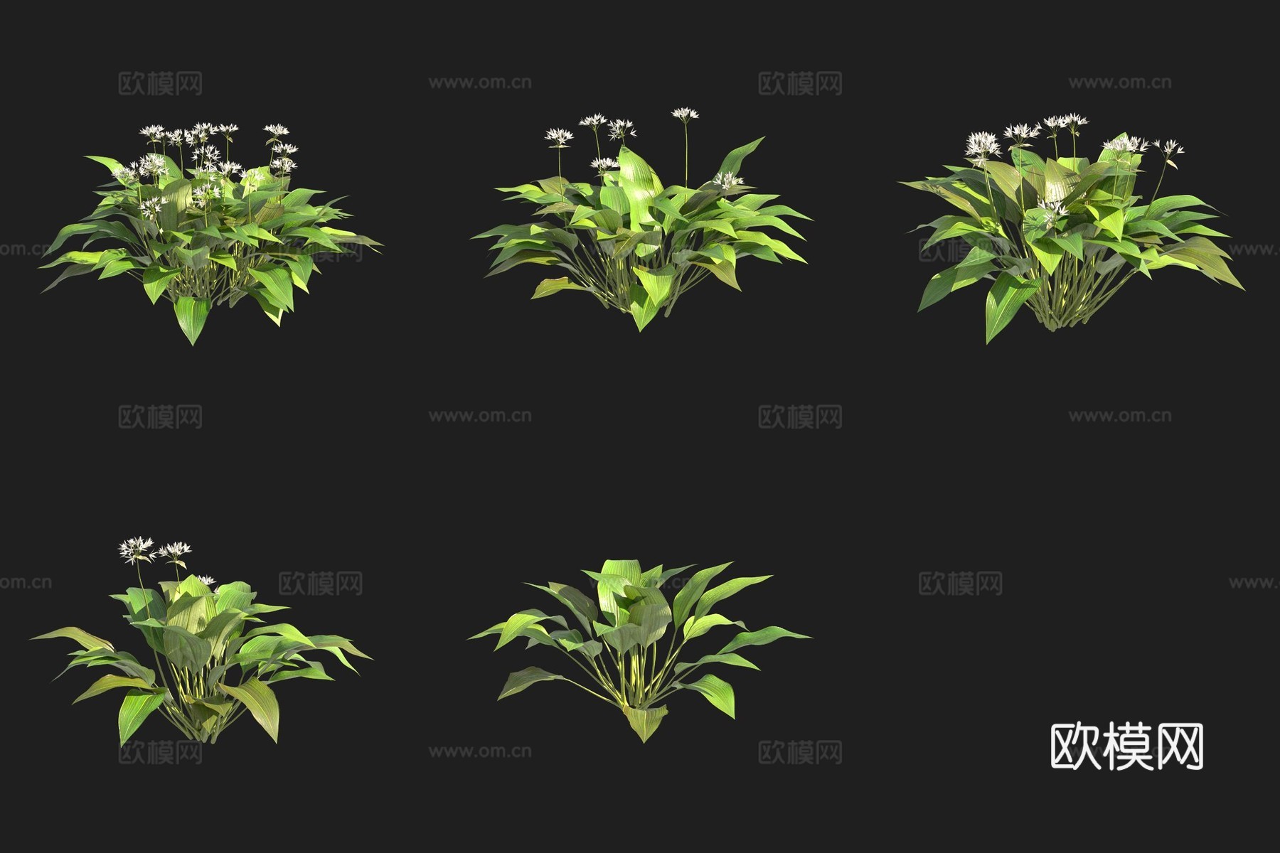 熊葱野韭菜瑞典植物3d模型