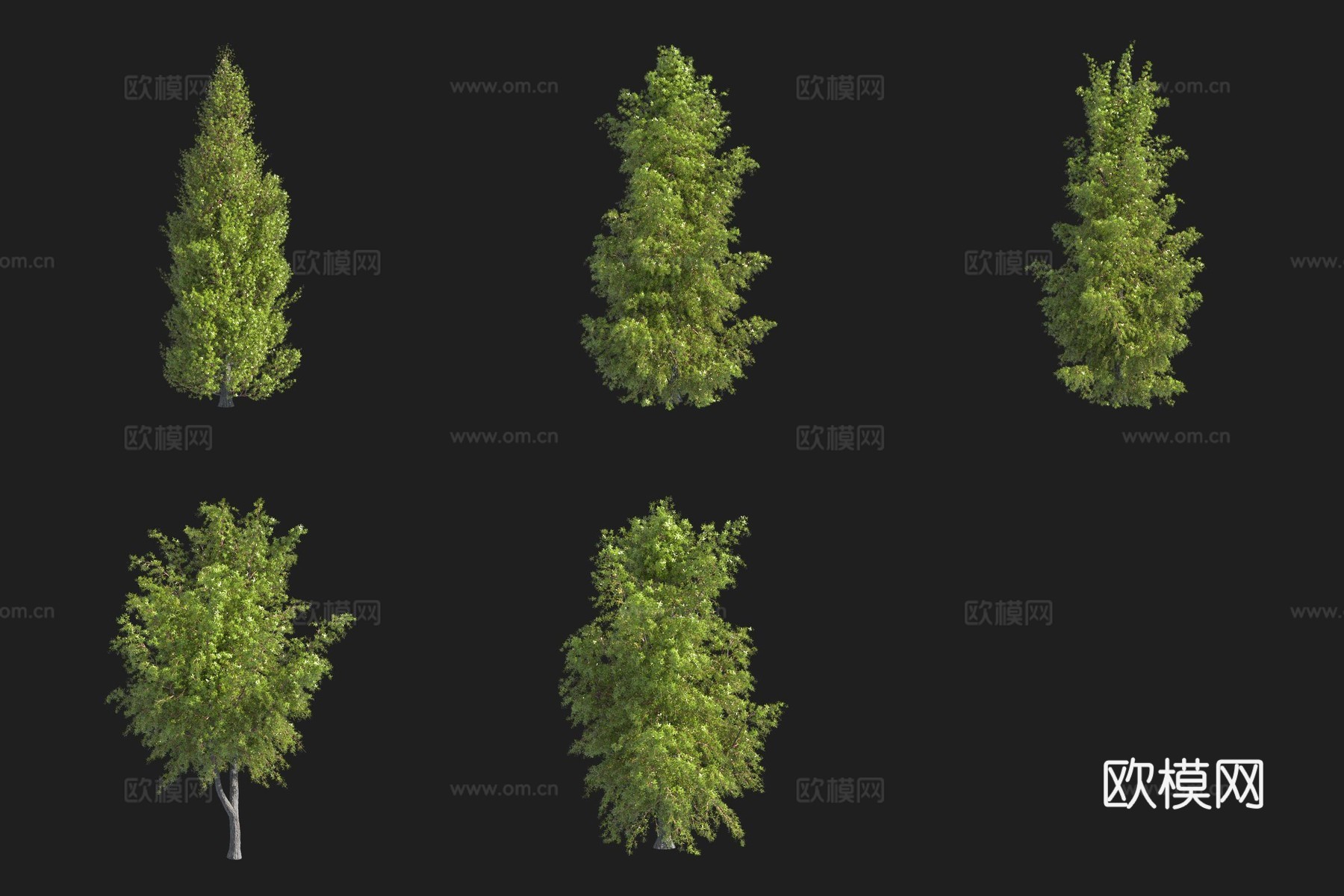 欧洲刺柏灌木瑞典植物3d模型