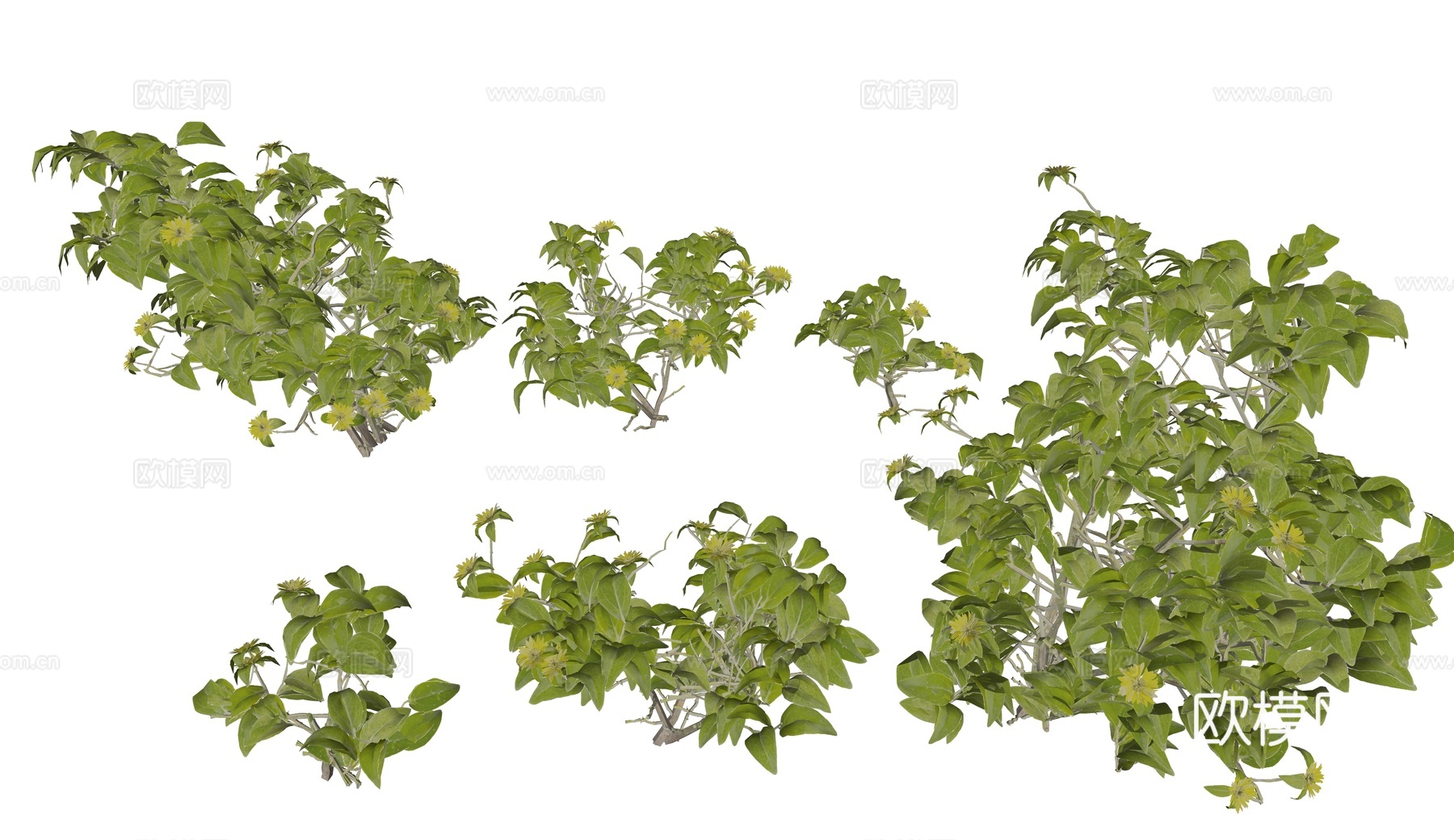 现代灌木绿植组合 花园庭院灌木 低矮灌木 小型灌木su模型