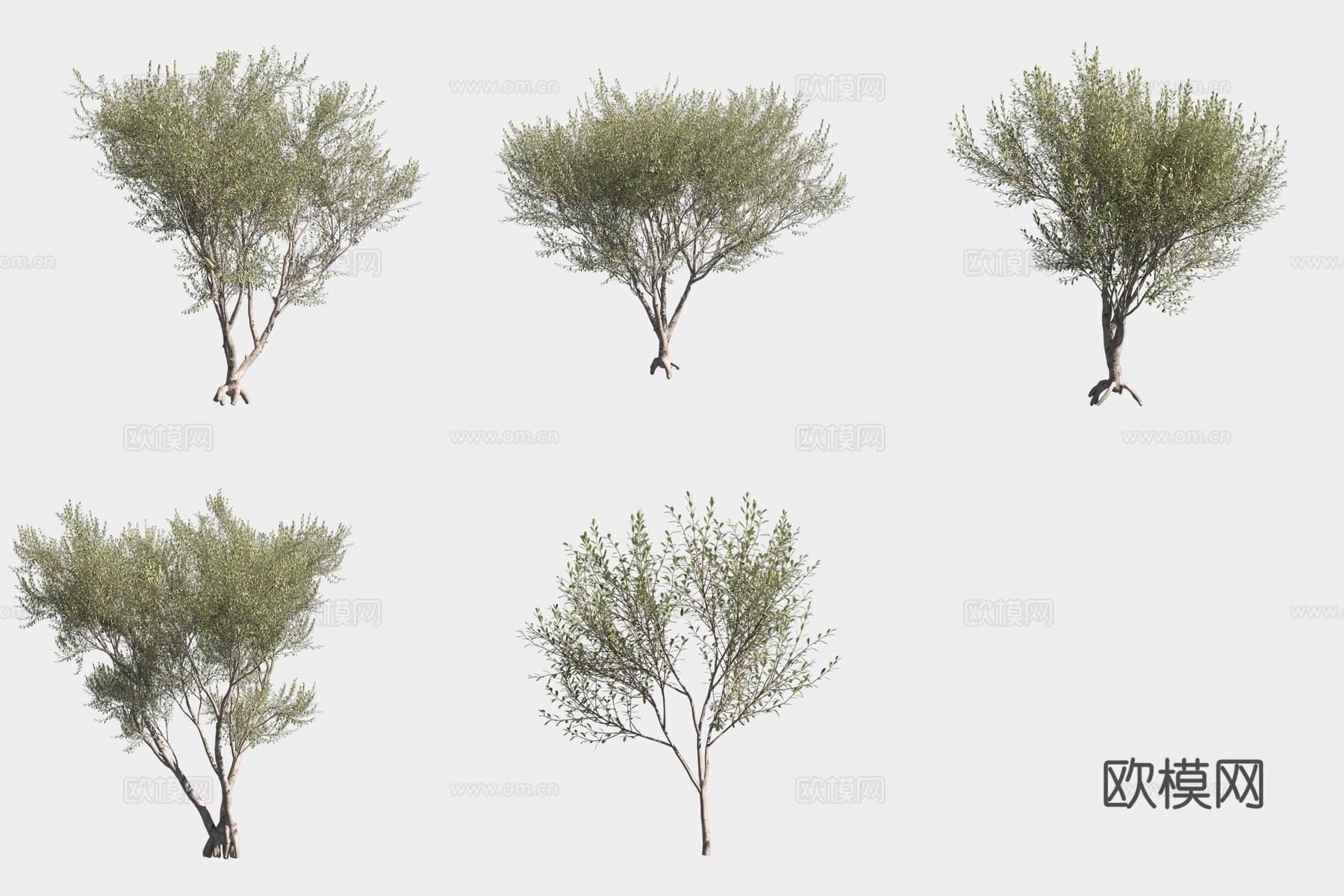 威尔逊油橄榄树灌木3d模型