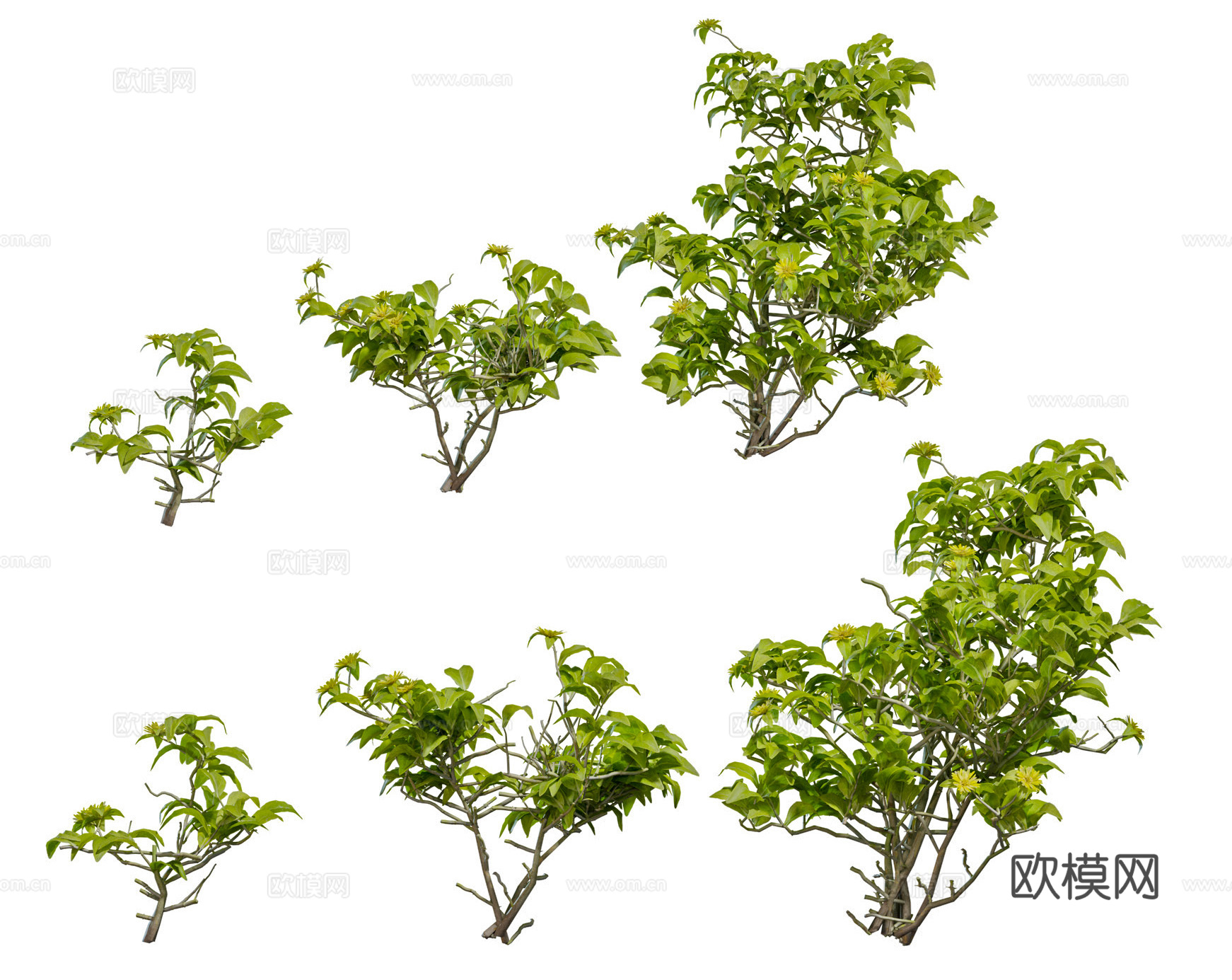 现代灌木绿植组合 花园庭院灌木 低矮灌木 小型灌木su模型