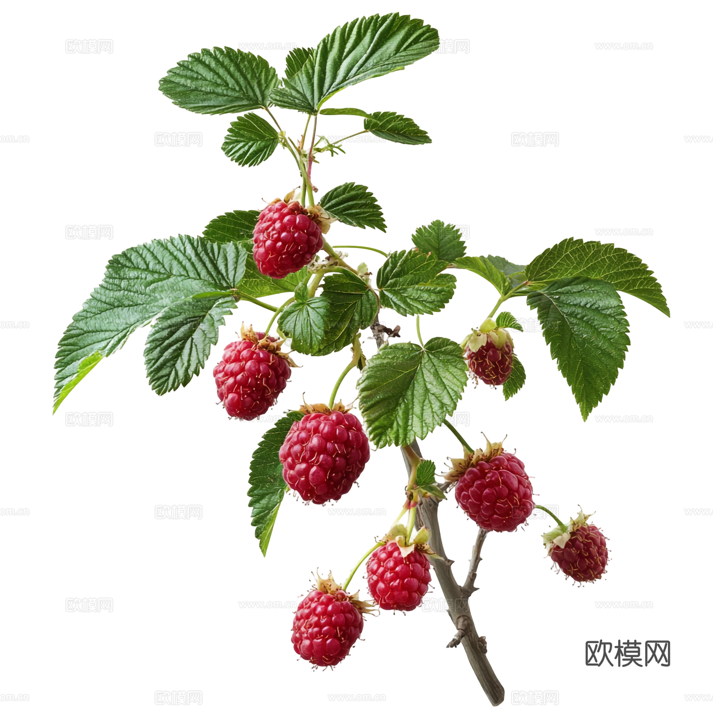 覆盆子 树莓  草莓 植物