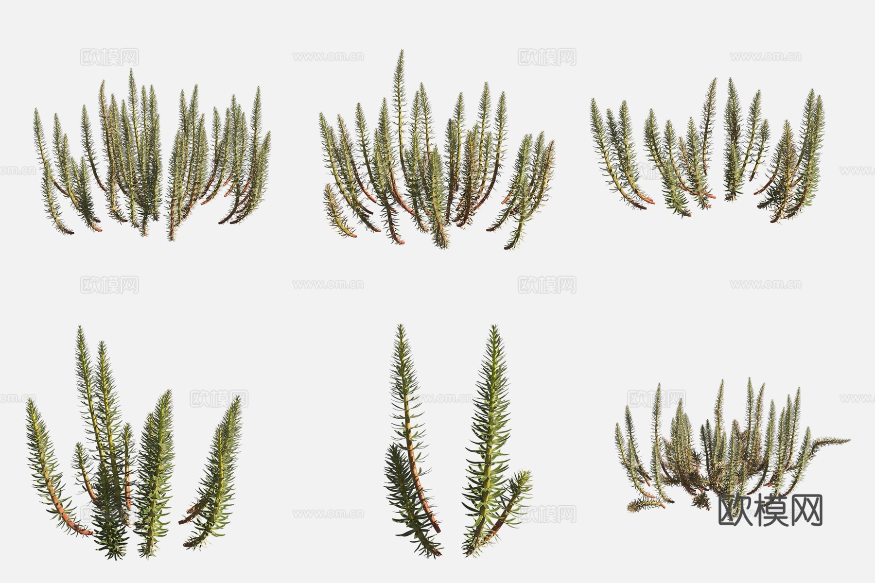 杉叶藻沼泽地植物3d模型下载