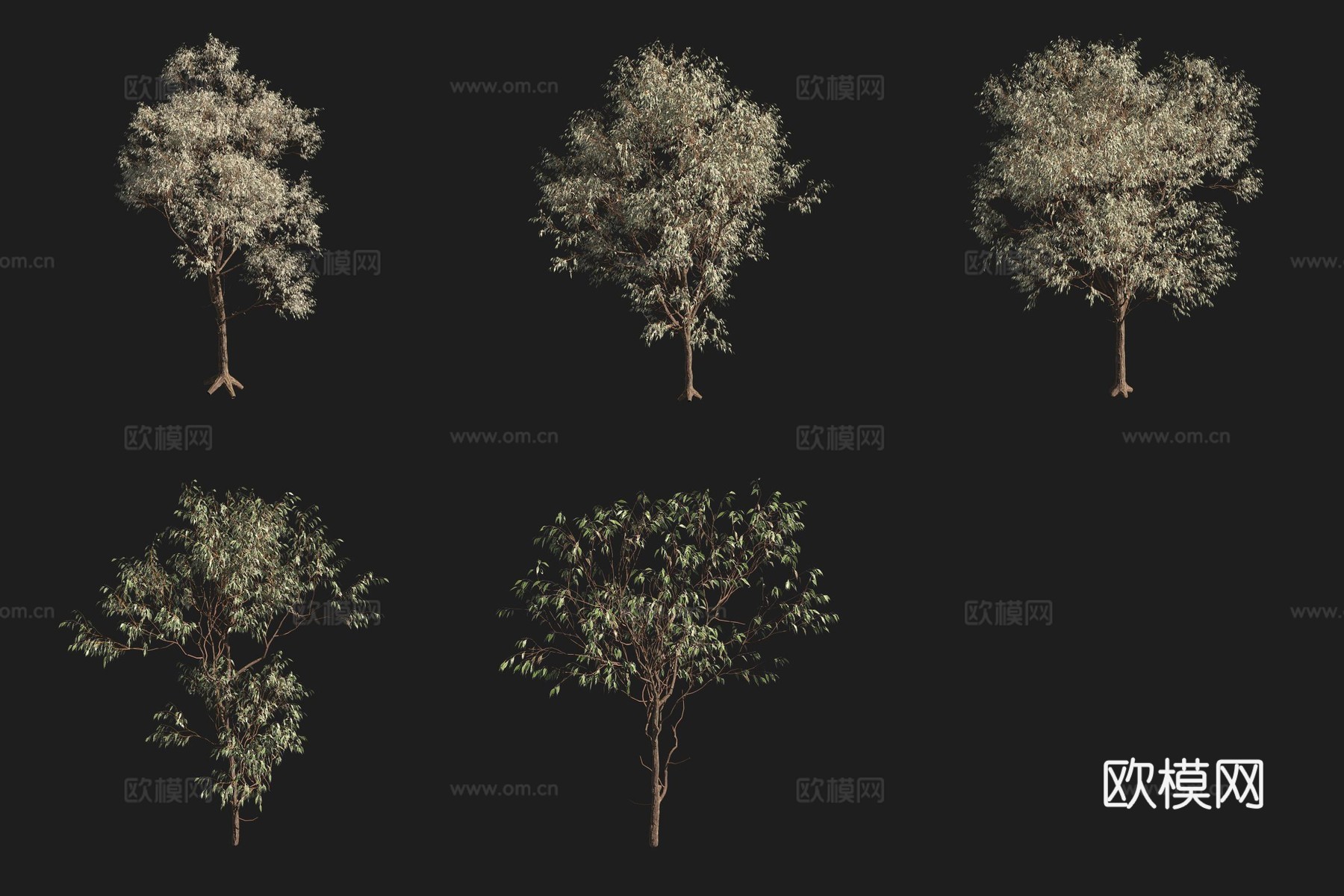 大叶桉粗皮桉树沼泽地植物3d模型