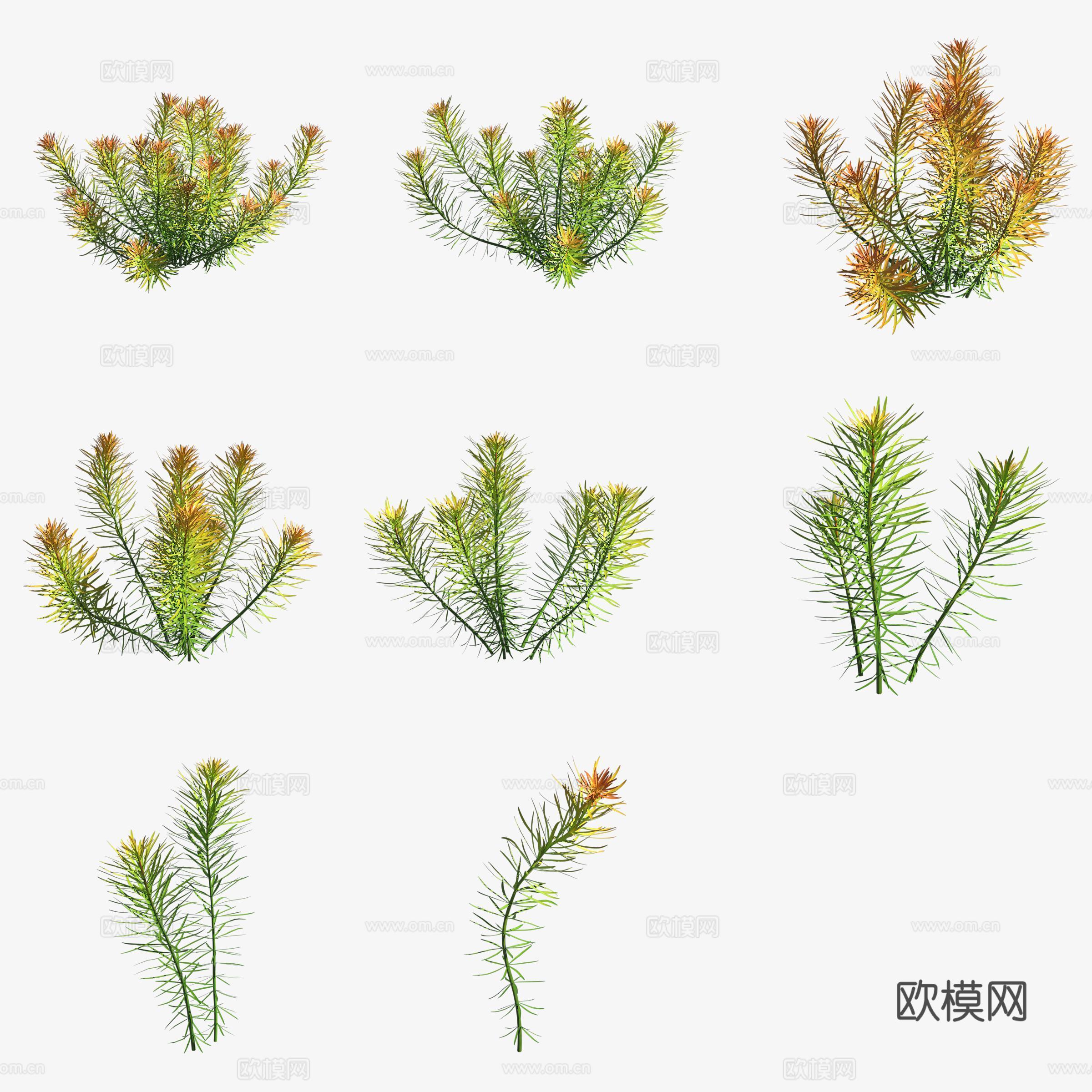 水草斜叶丁香蓼水生植物3d模型