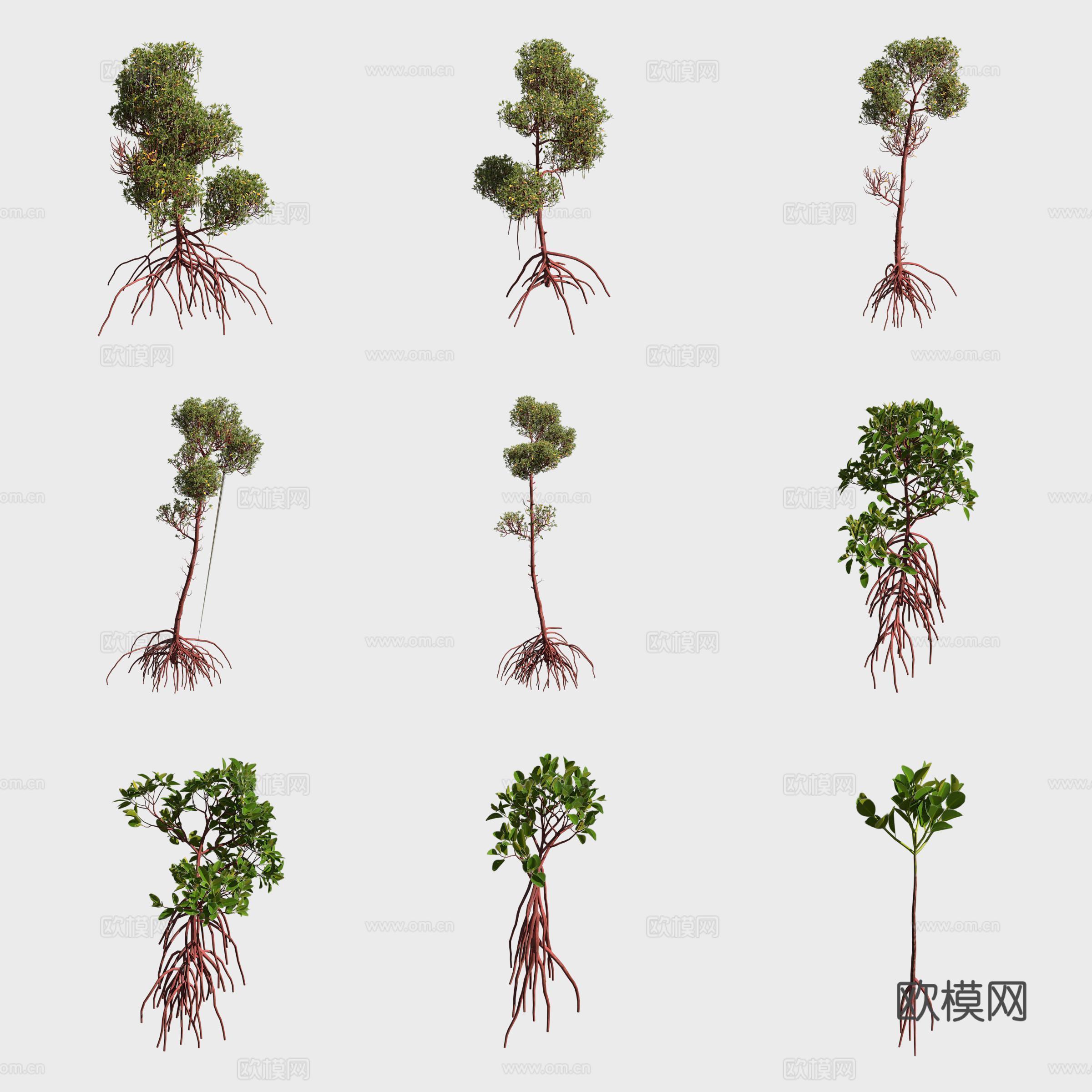 美洲红树红树林植物3d模型