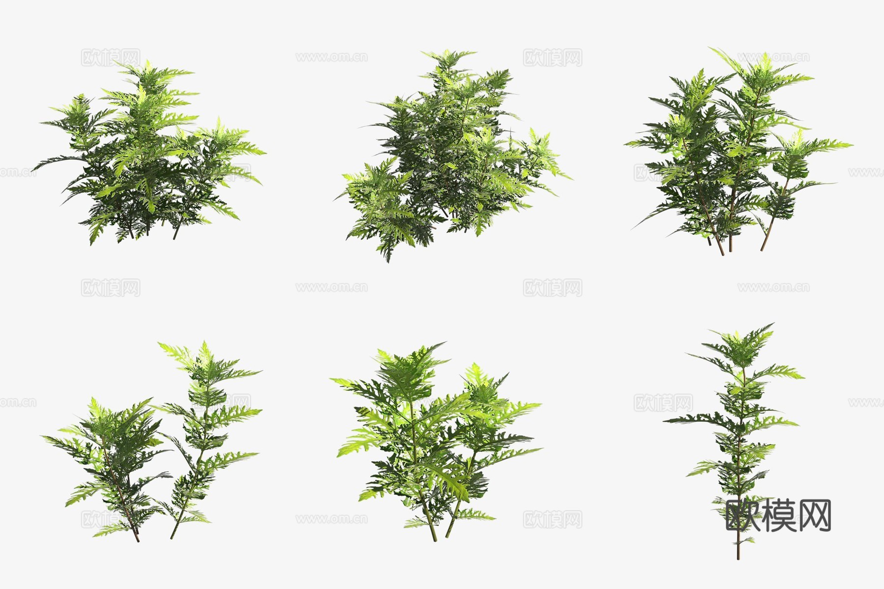 水草水罗兰水生植物3d模型