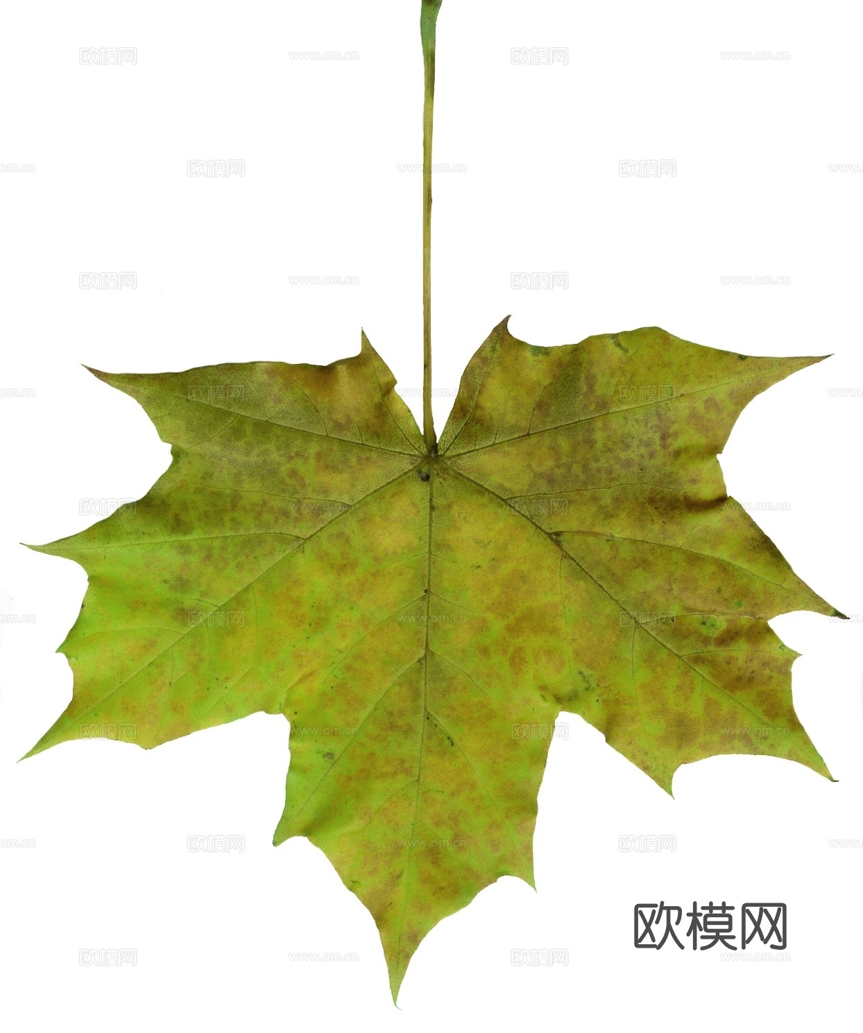 枫叶树叶植物
