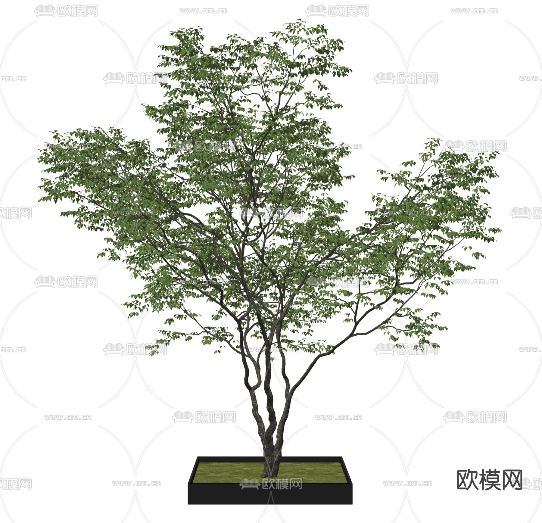 户外景观树su模型下载（渲染图2）
