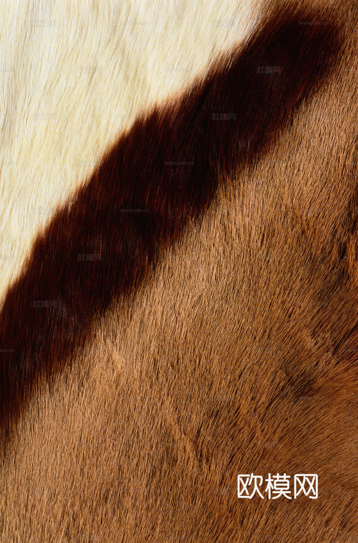 动物皮毛 毛发 地毯毛发 绒毛地毯 现代地毯下载