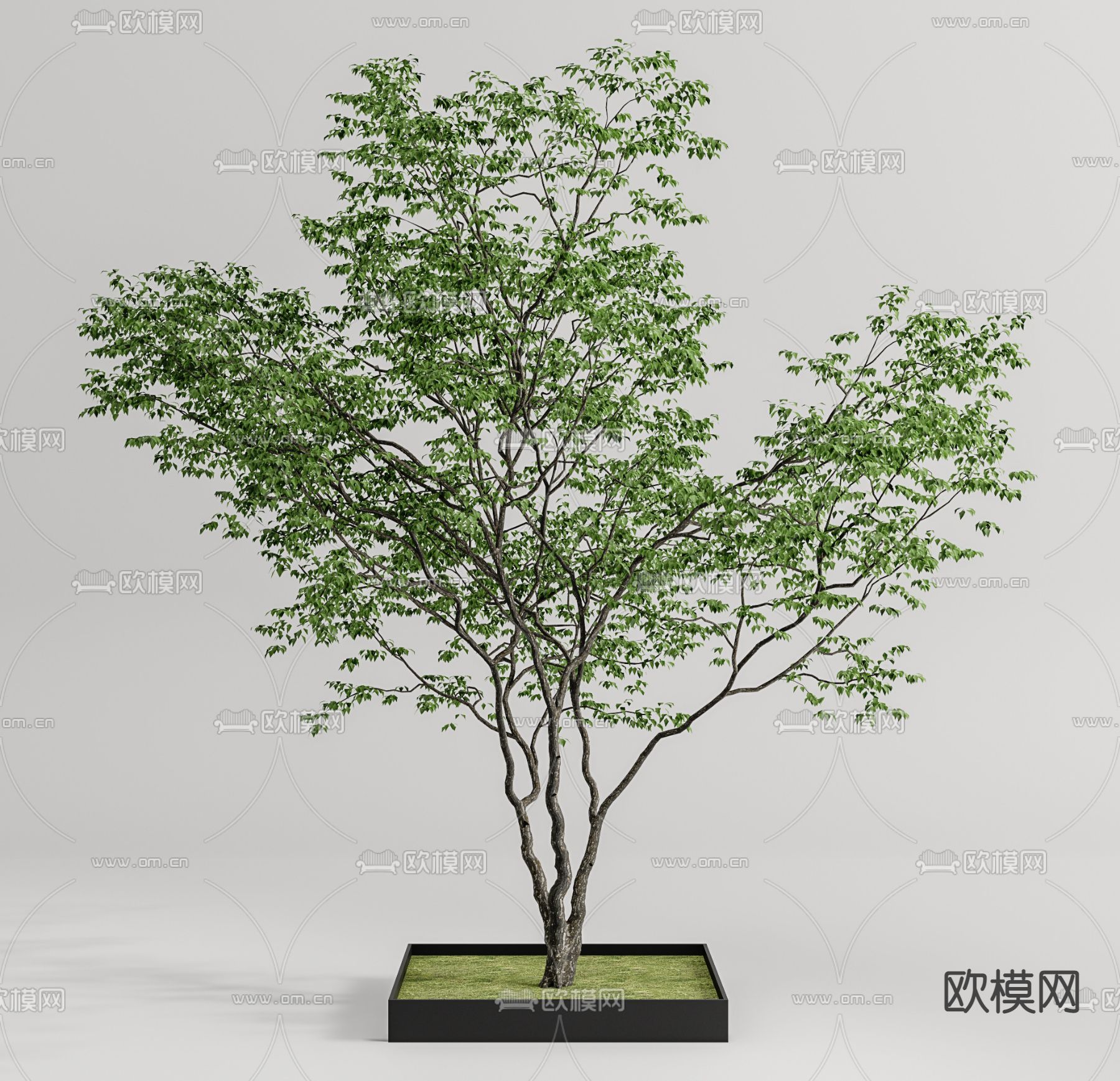 户外景观树su模型下载（渲染图1）