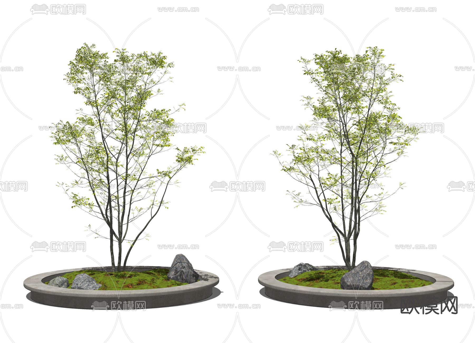 现代树池景观树su模型下载（渲染图2）