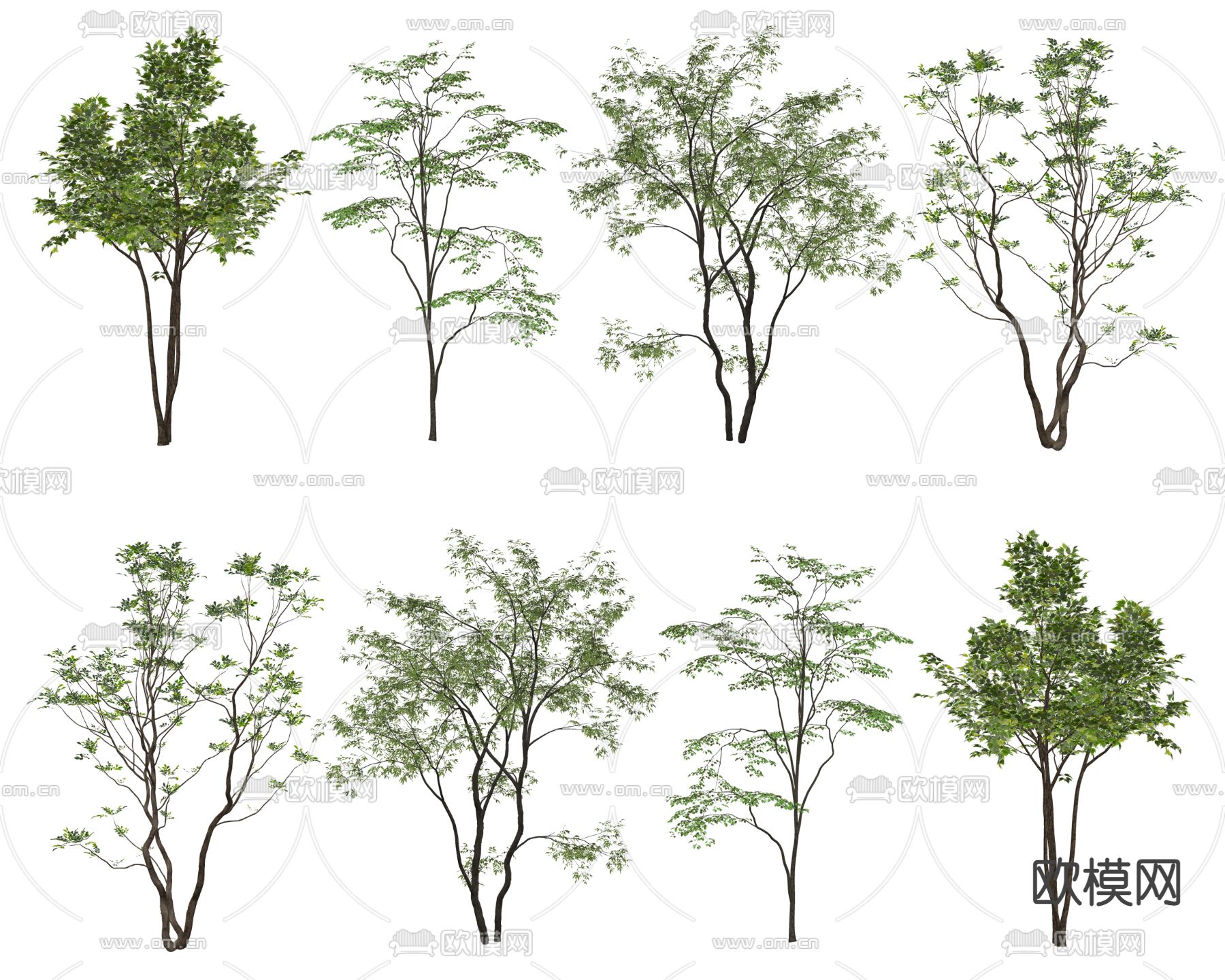 景观树 树木 大树su模型