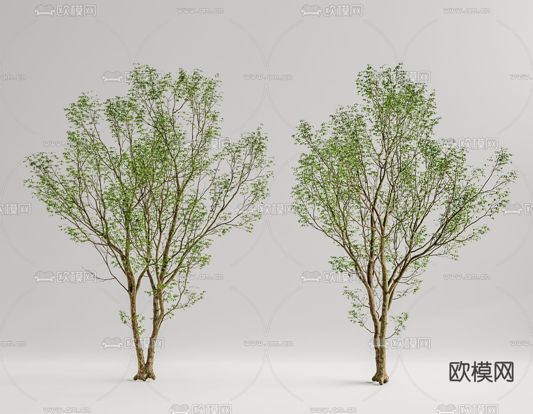景观树 绿植3d模型下载