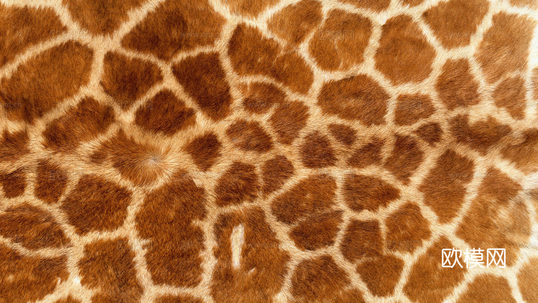 动物皮毛 毛发 地毯毛发 绒毛地毯 现代地毯下载