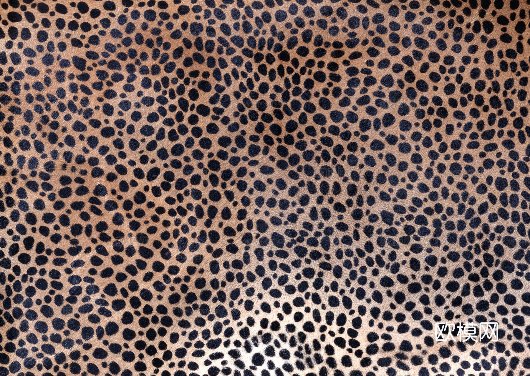 动物皮毛 毛发 地毯毛发 绒毛地毯 现代地毯下载