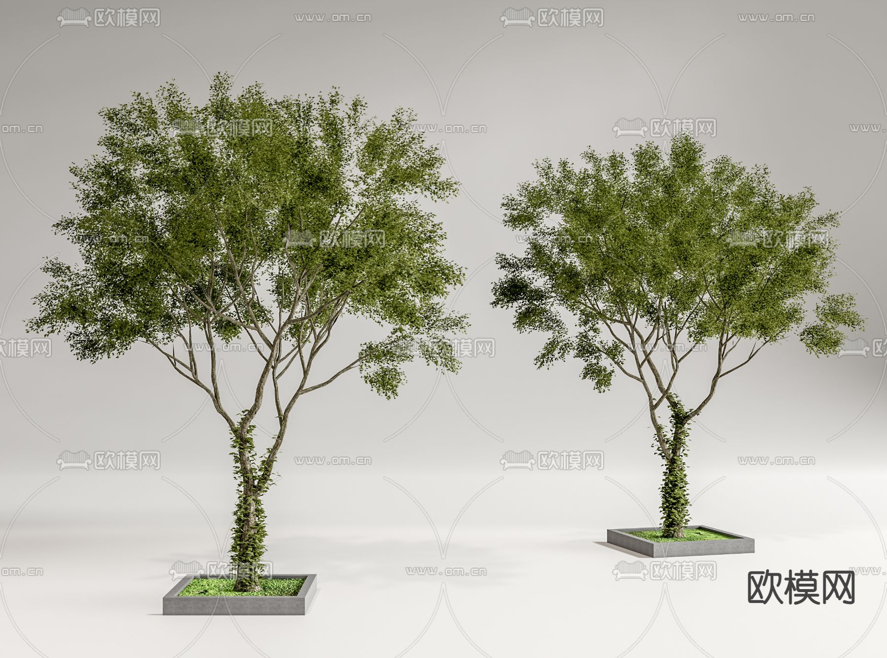 景观树 园林树su模型下载（渲染图1）