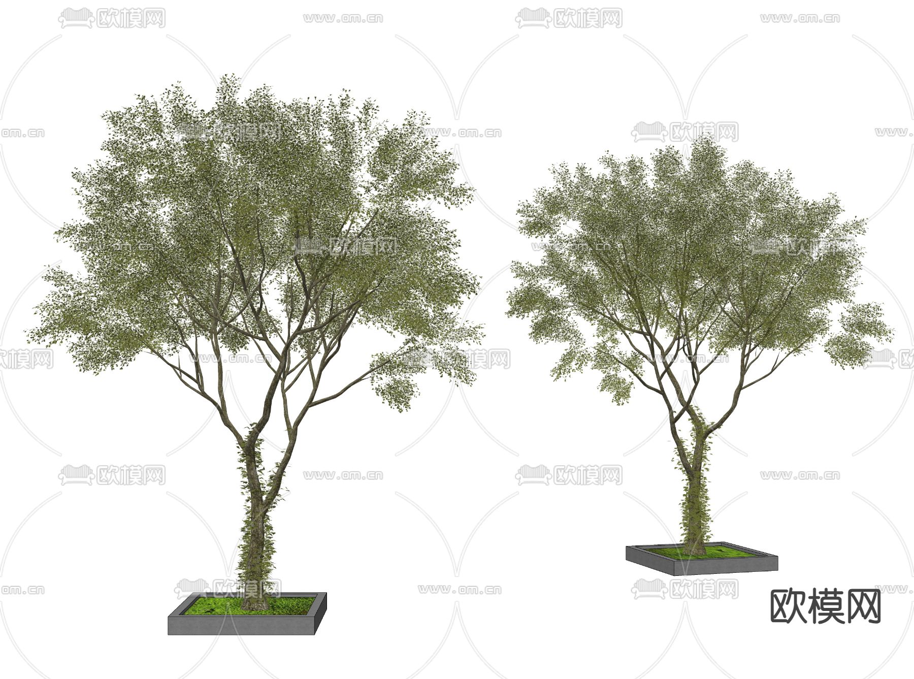 景观树 园林树su模型下载（渲染图2）