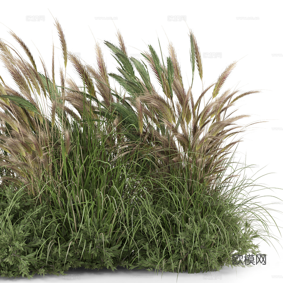狗尾巴草3d模型
